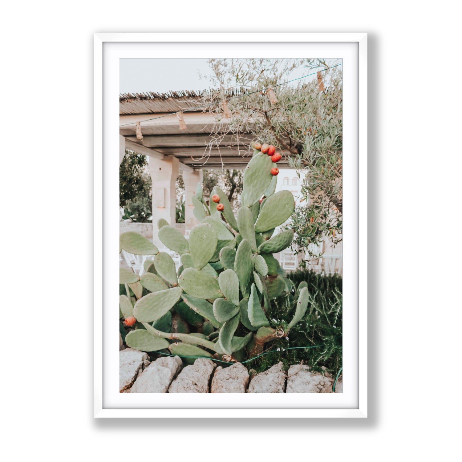Opuntia Beauty Puglia wall art Gallery fine art print in white frame with matboard