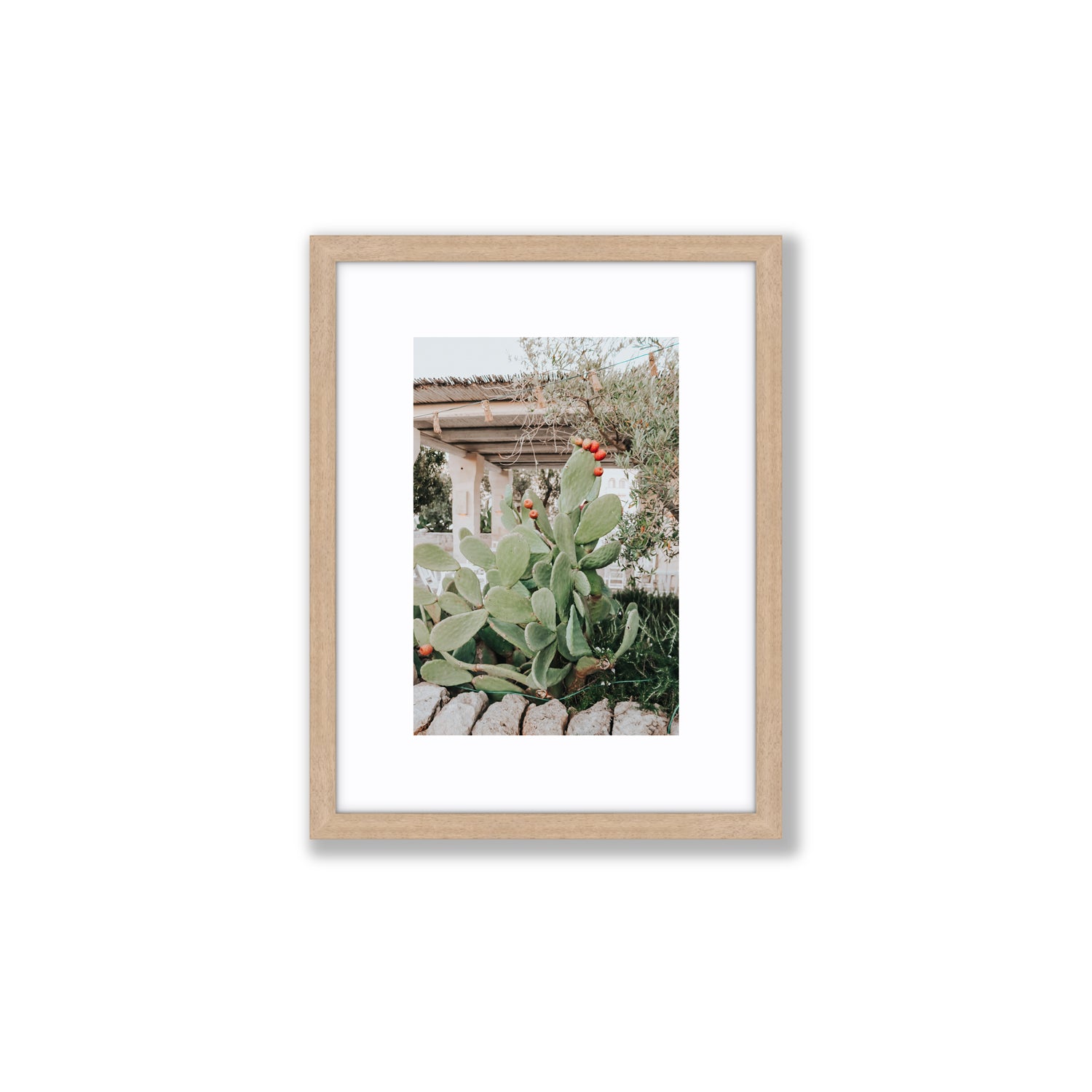 Opuntia Beauty