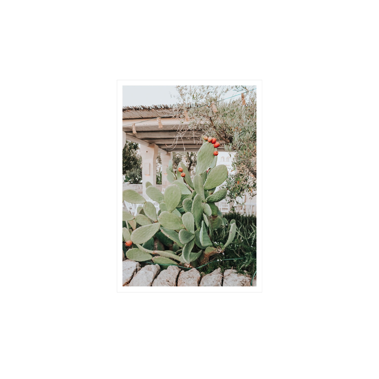 Opuntia Beauty