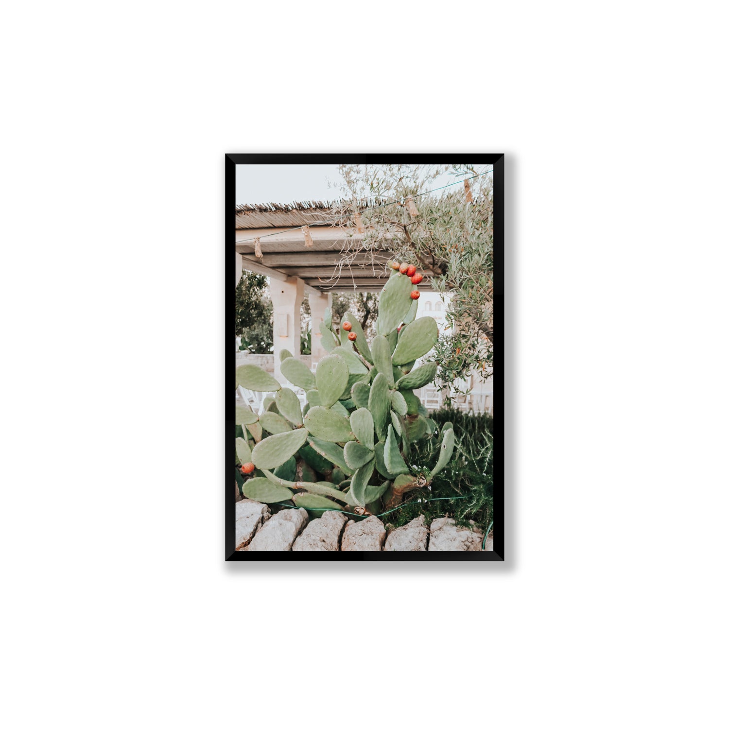 Opuntia Beauty