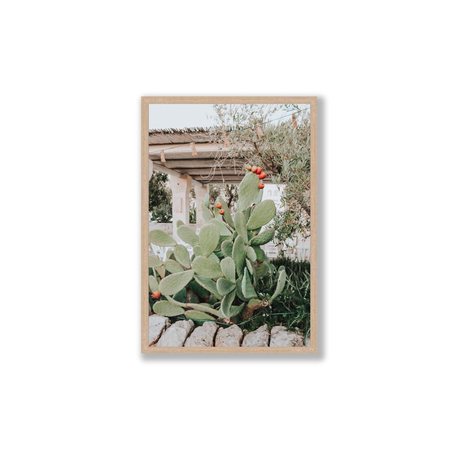 Opuntia Beauty Puglia wall art Large full-bleed fine art print in natural oak frame