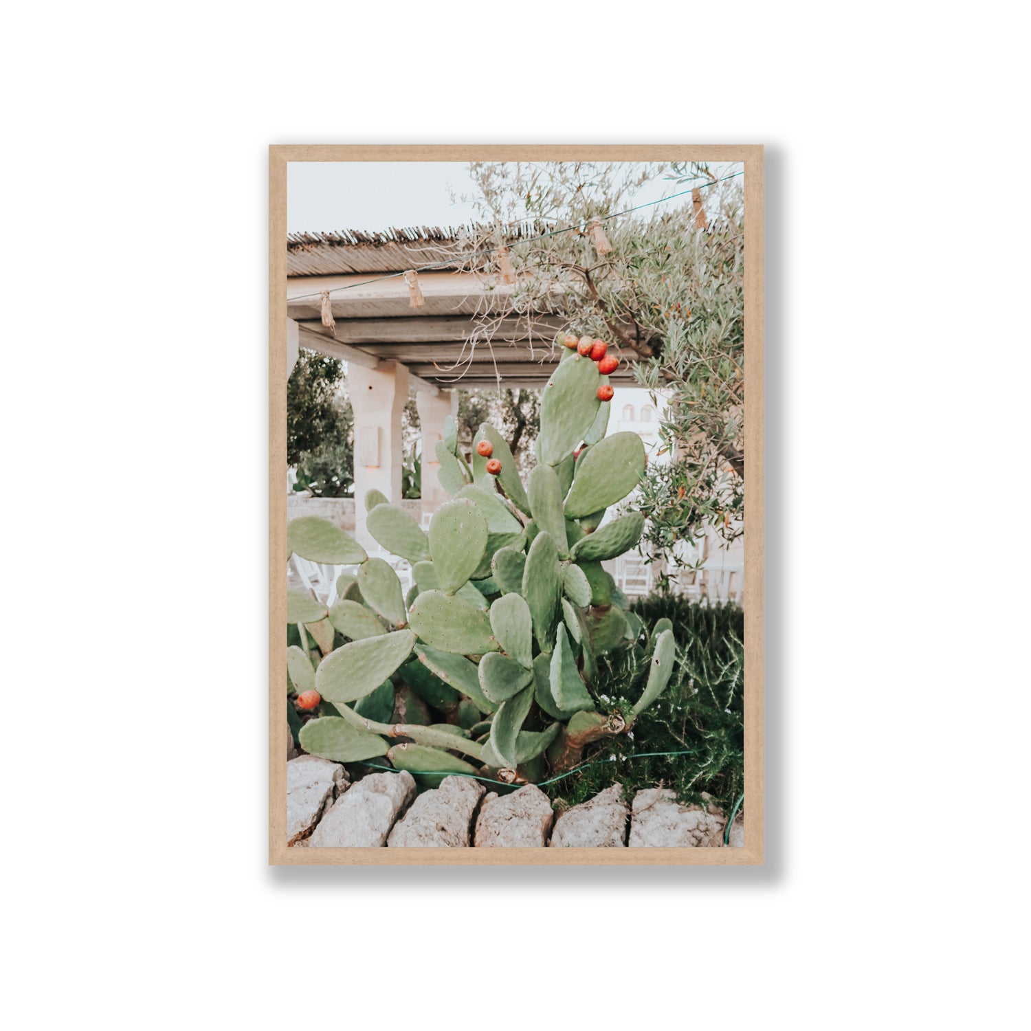 Opuntia Beauty