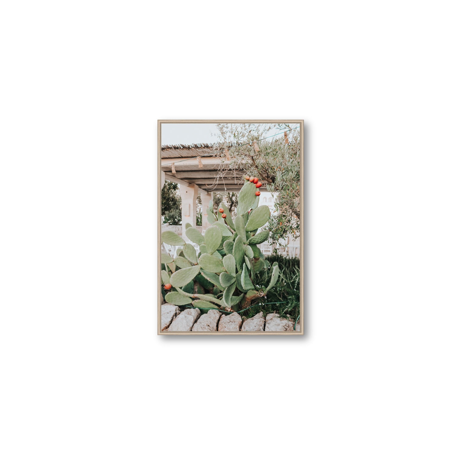 Opuntia Beauty