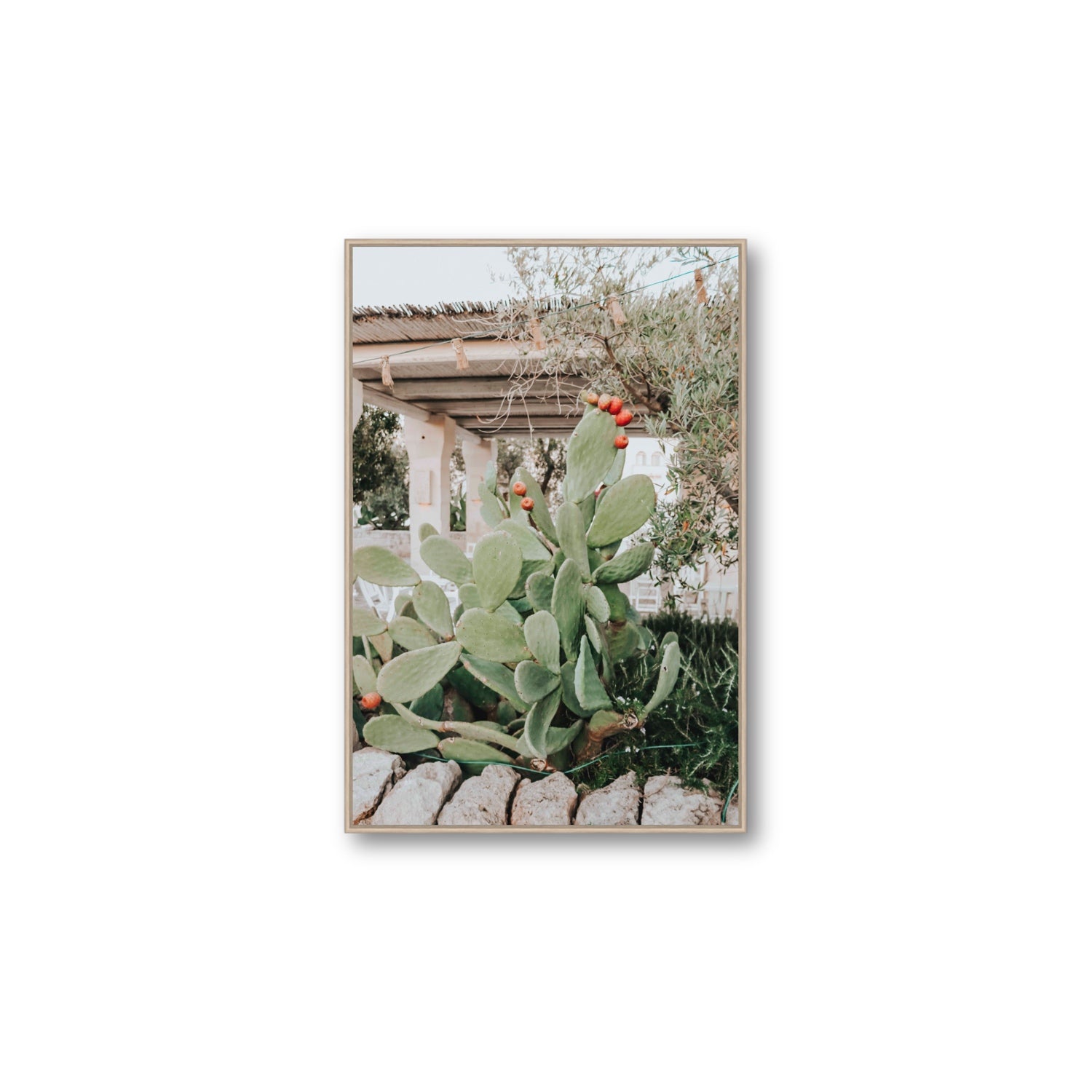 Opuntia Beauty Puglia wall art Large fine art canvas in natural oak float frame