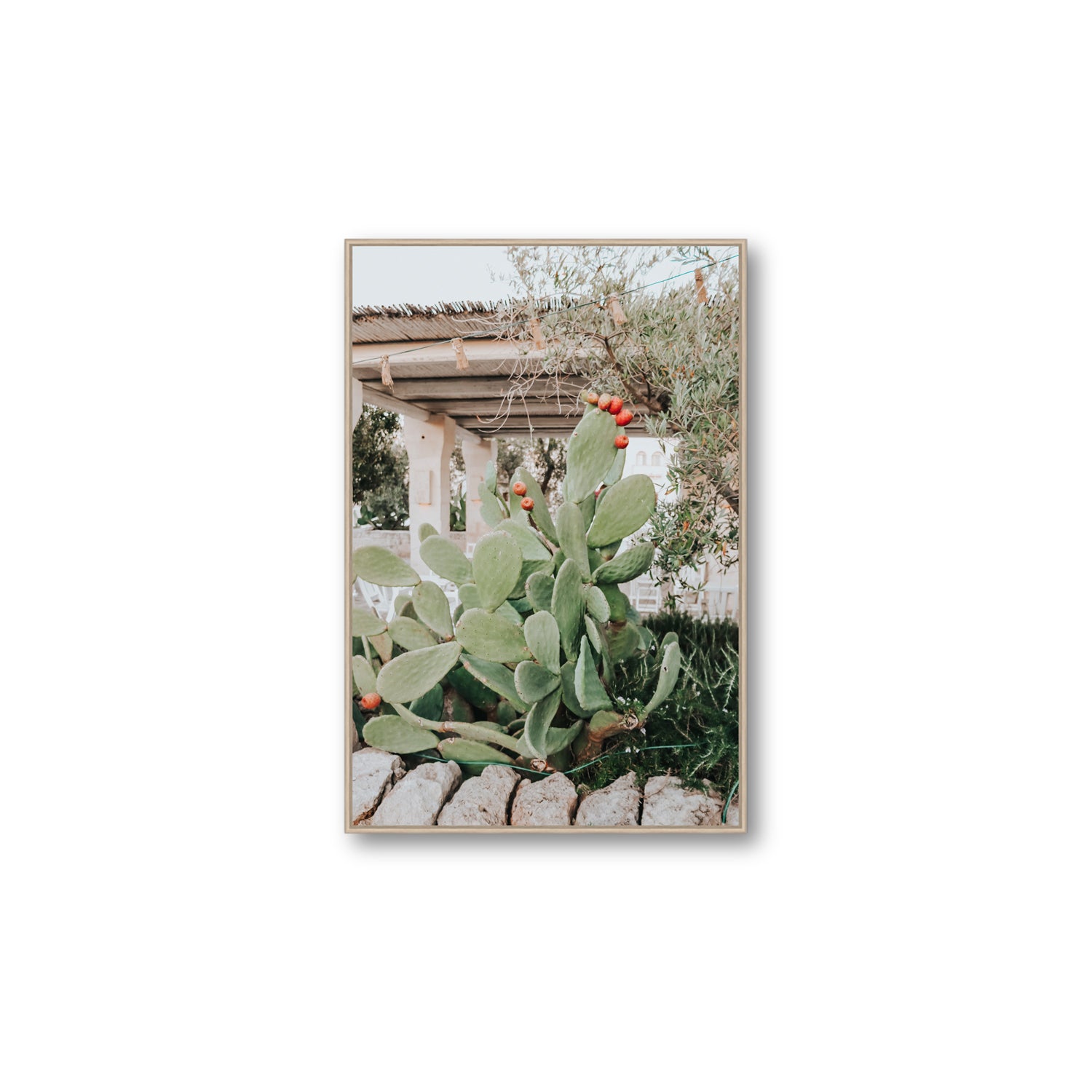 Opuntia Beauty