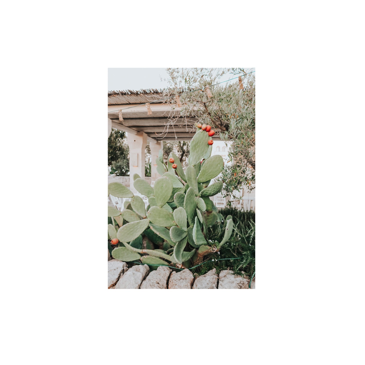 Opuntia Beauty