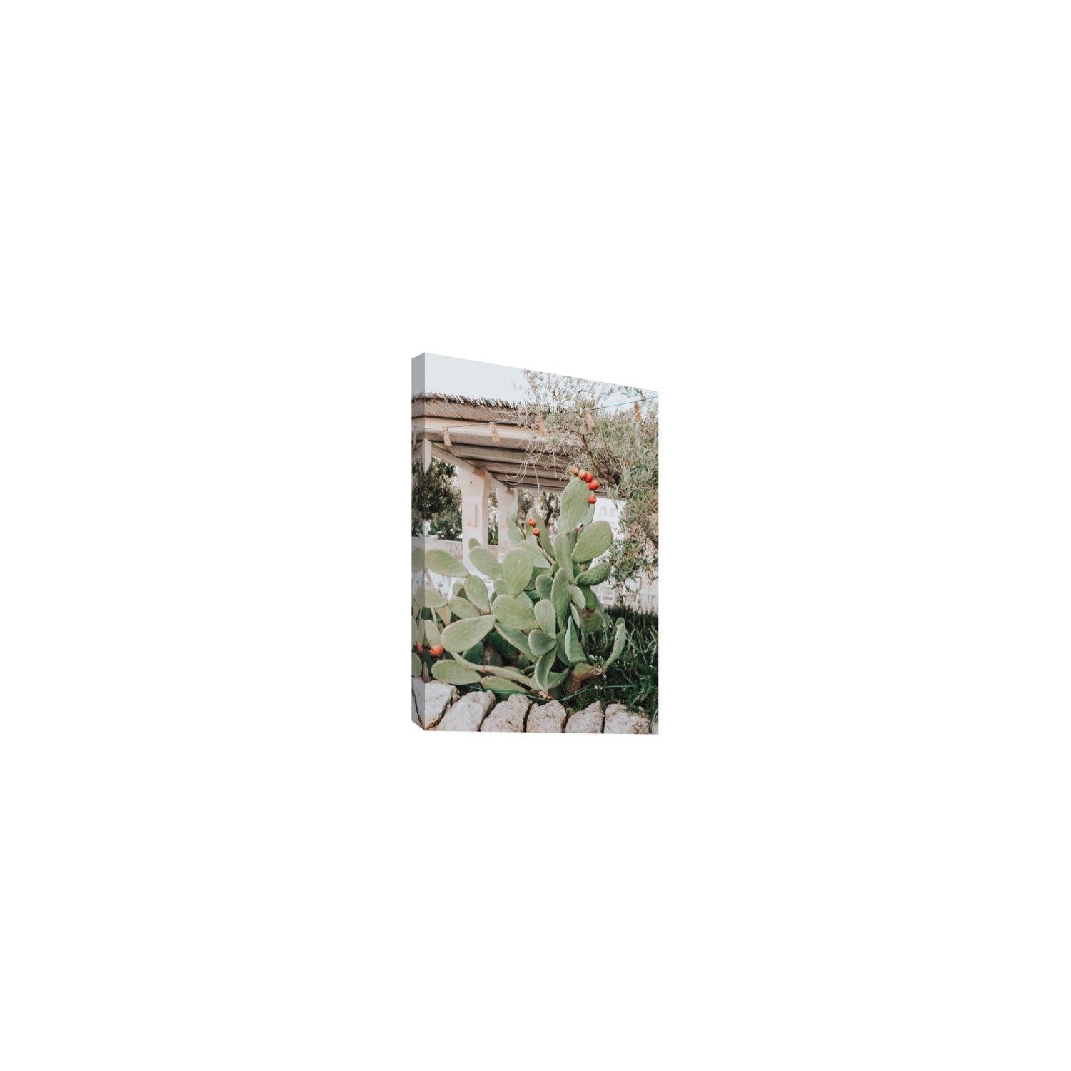 Opuntia Beauty Puglia wall art Small stretched canvas print