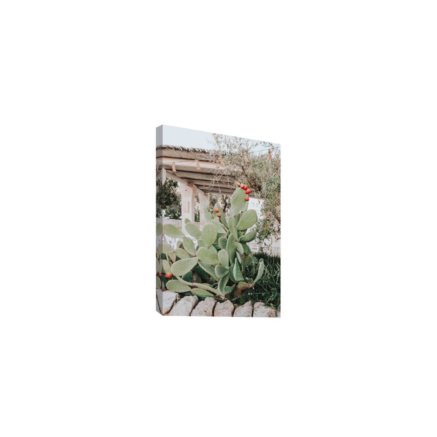 Opuntia Beauty Puglia wall art Medium stretched canvas print