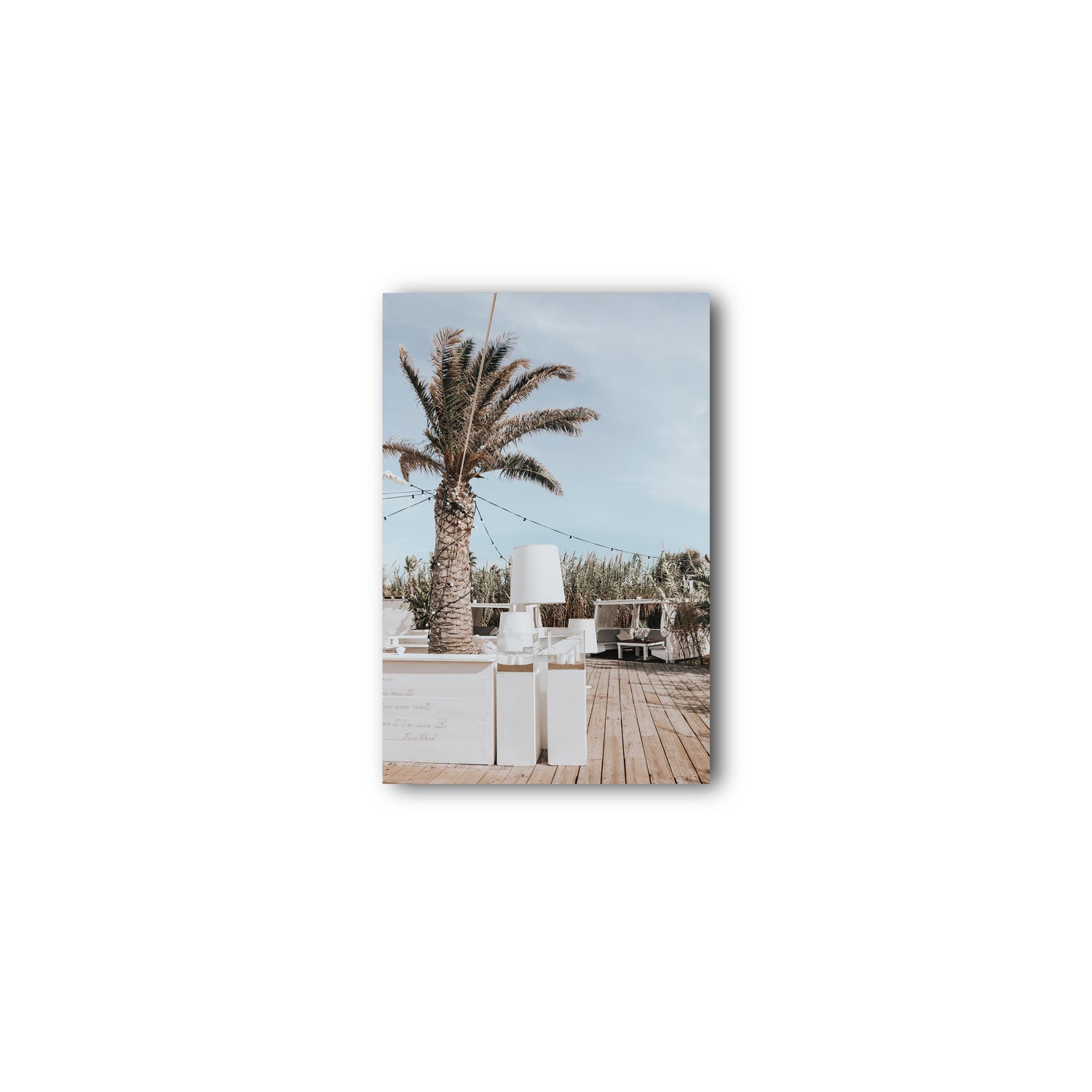 Seabreeze Palm