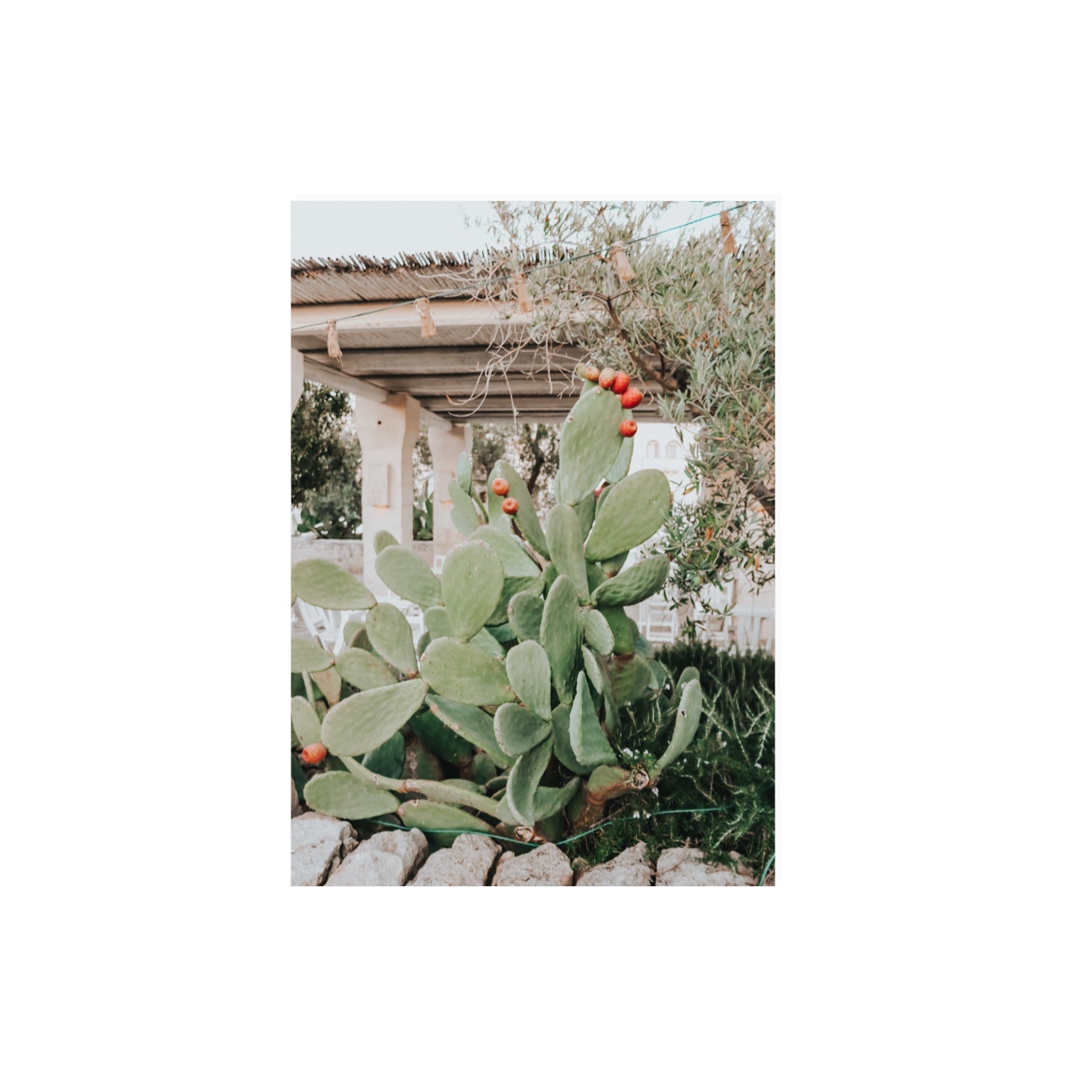Opuntia Beauty Puglia wall art A2, 59.4 x 42 cm unframed fine art canvas