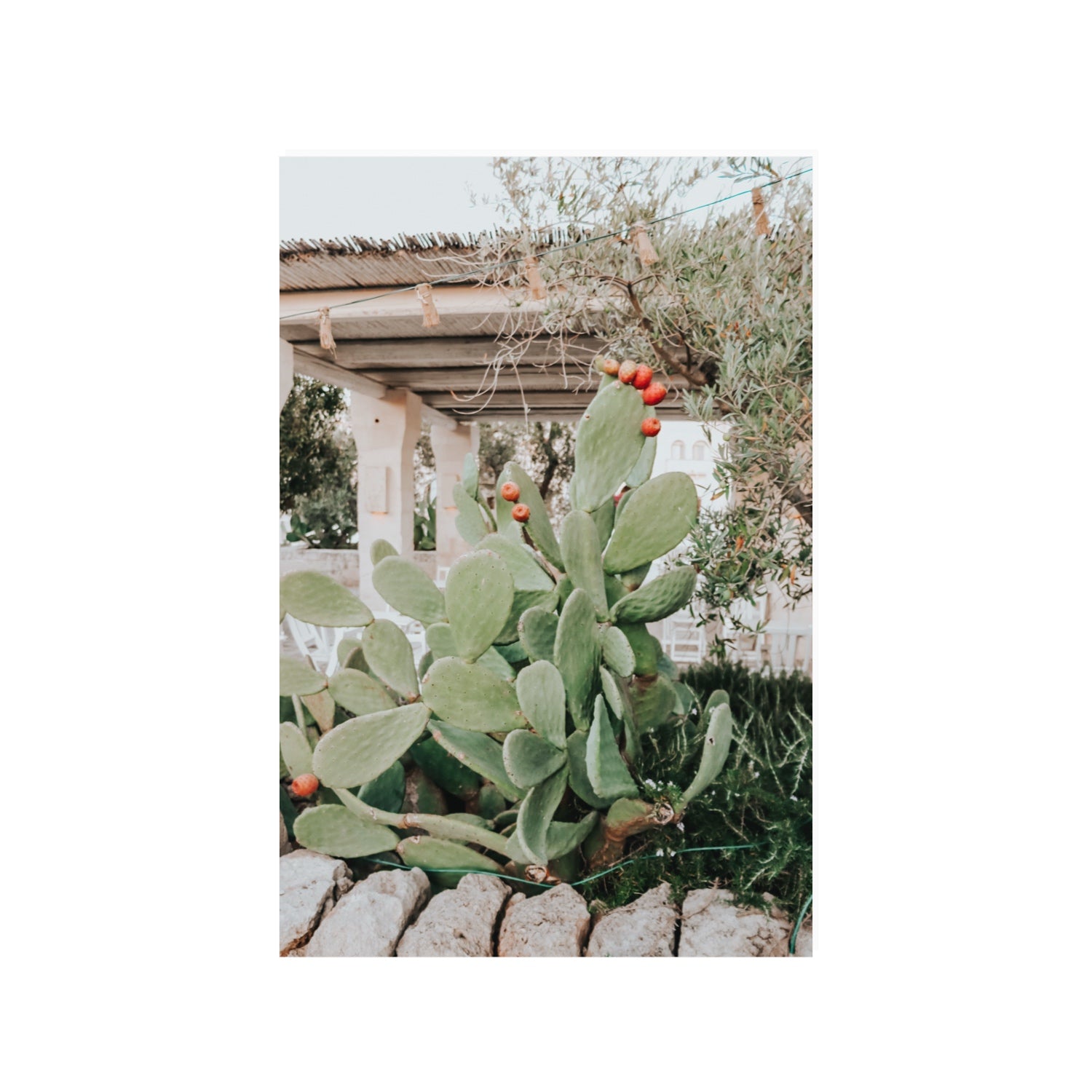 Opuntia Beauty Puglia wall art 24 x 36 in unframed fine art canvas