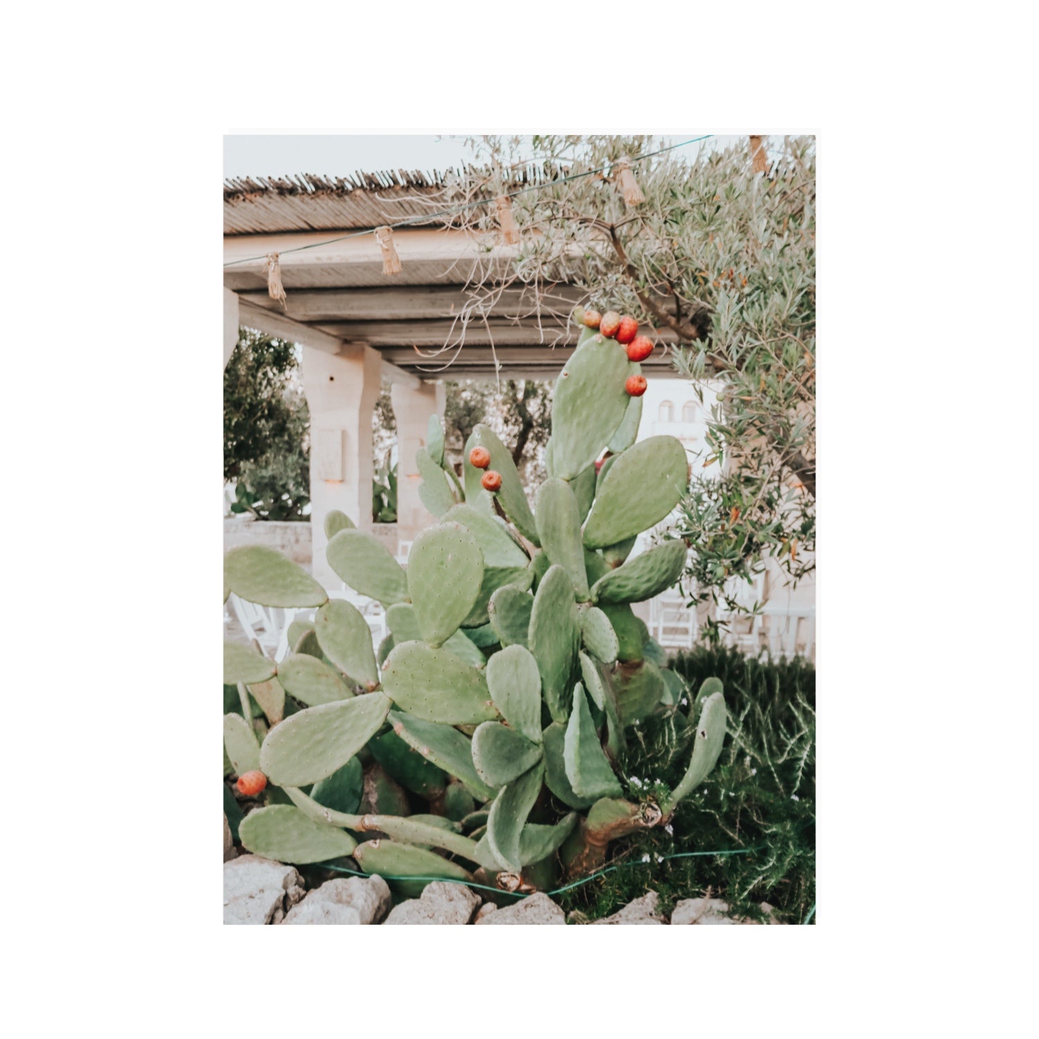 Opuntia Beauty Puglia wall art 30 x 40 in unframed fine art canvas