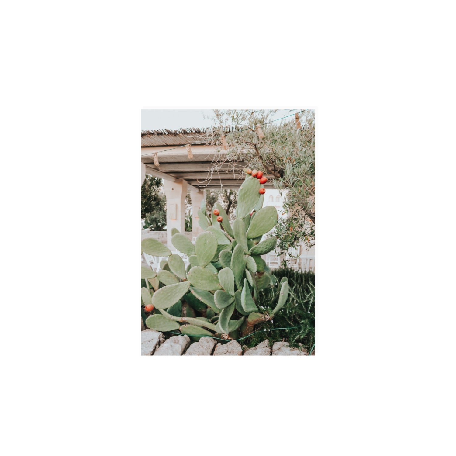 Opuntia Beauty Puglia wall art A4, 29.7 x 21 cm unframed fine art print