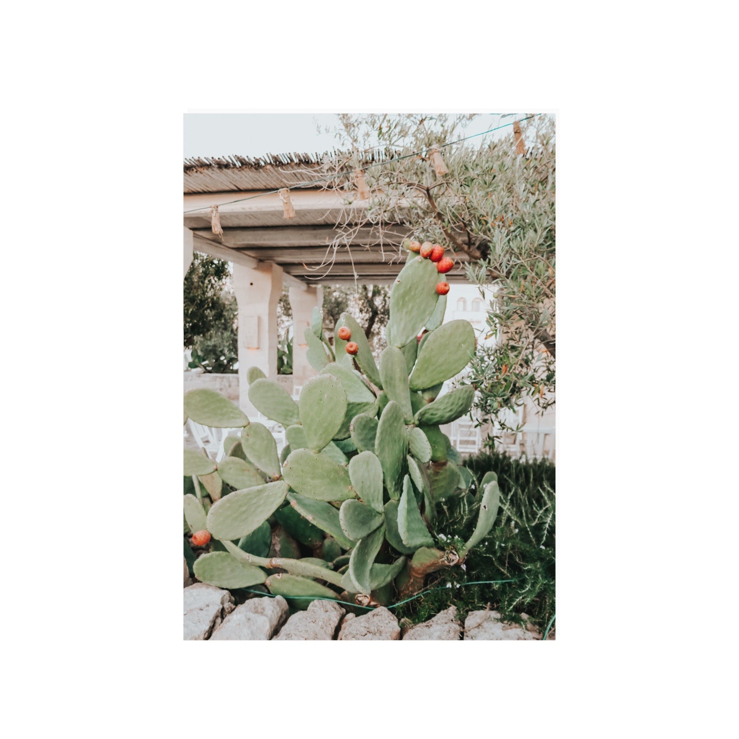 Opuntia Beauty Puglia wall art A1, 84.1 x 59.4 cm unframed fine art print