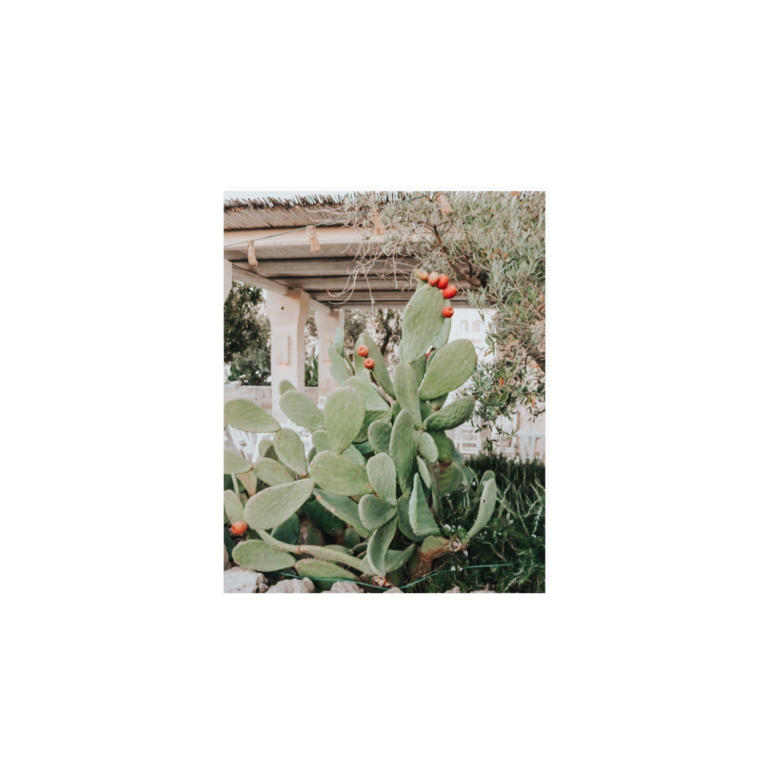 Opuntia Beauty Puglia wall art 8 x 10 in unframed fine art print