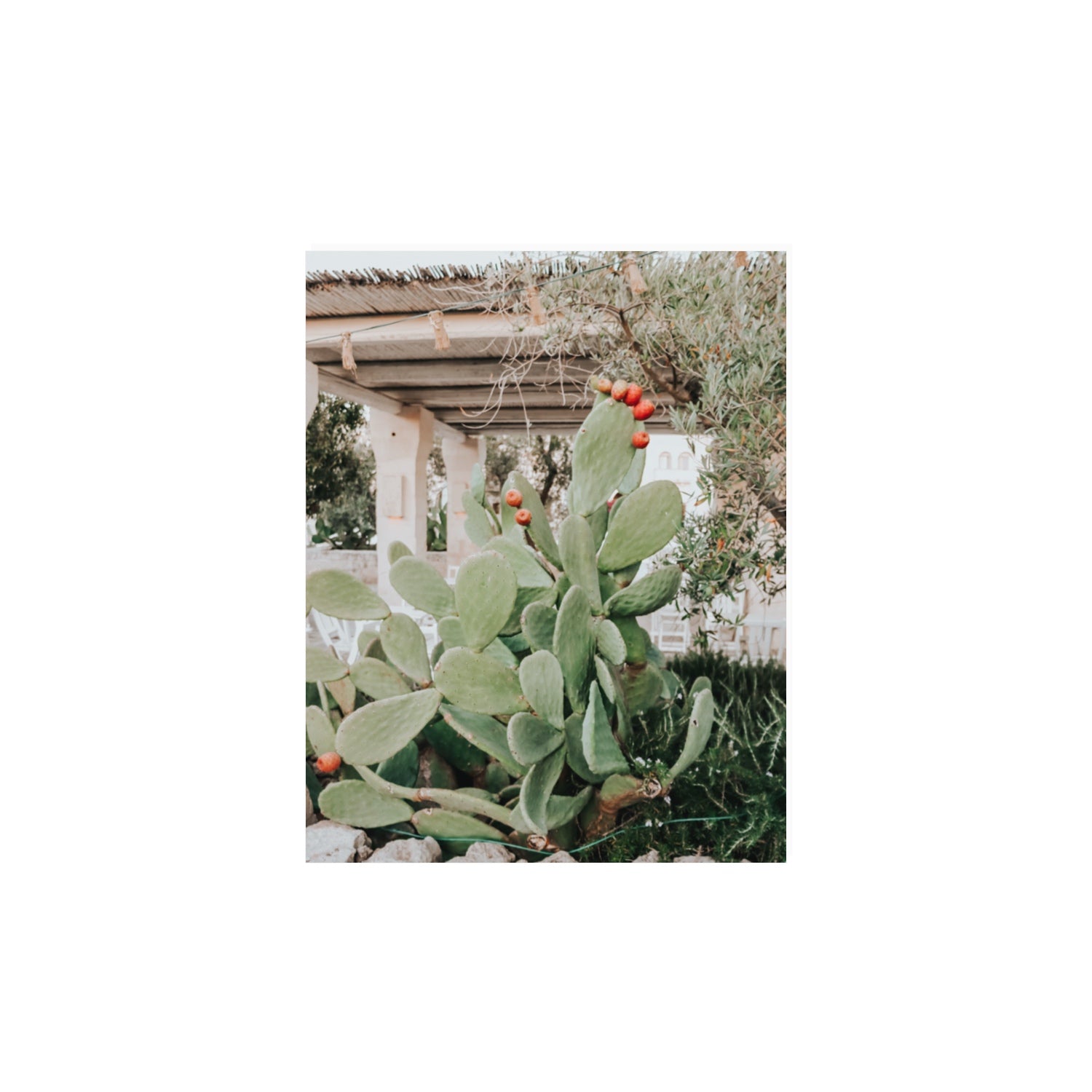 Opuntia Beauty Puglia wall art 11 x 14 in unframed fine art print