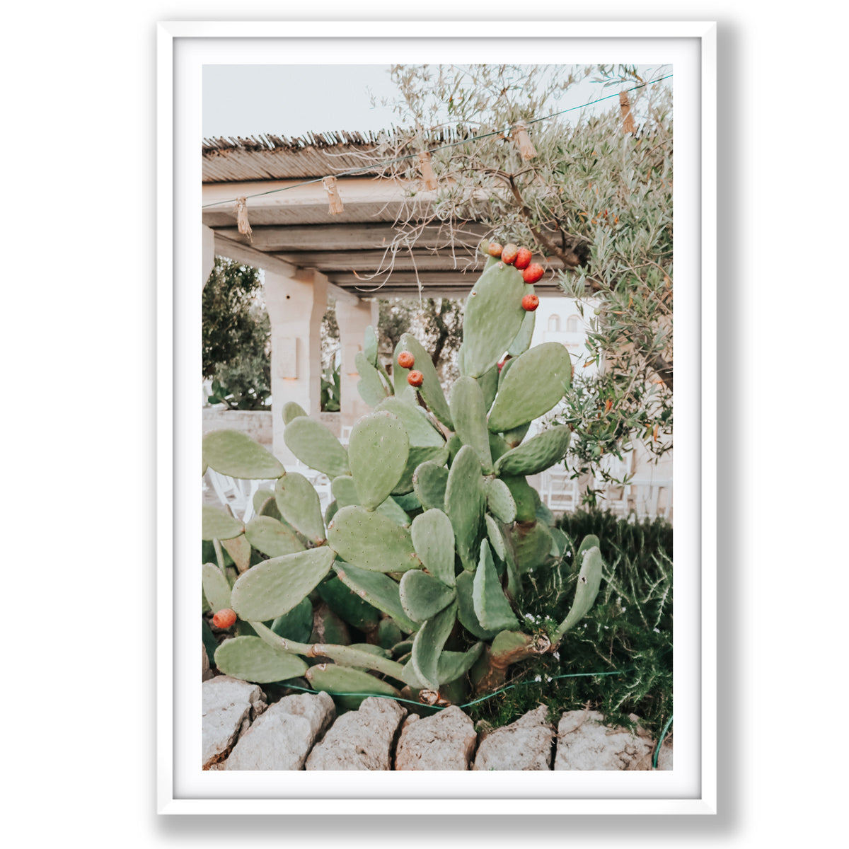 Opuntia Beauty