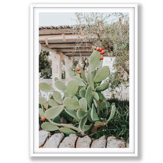 Opuntia Beauty
