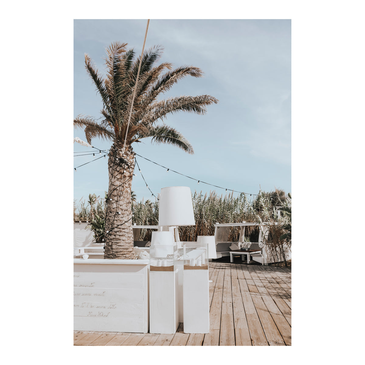 Seabreeze Palm