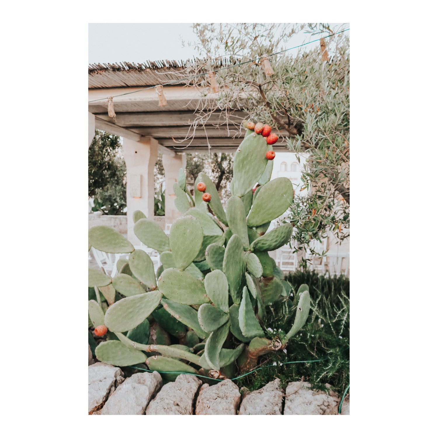 Opuntia Beauty