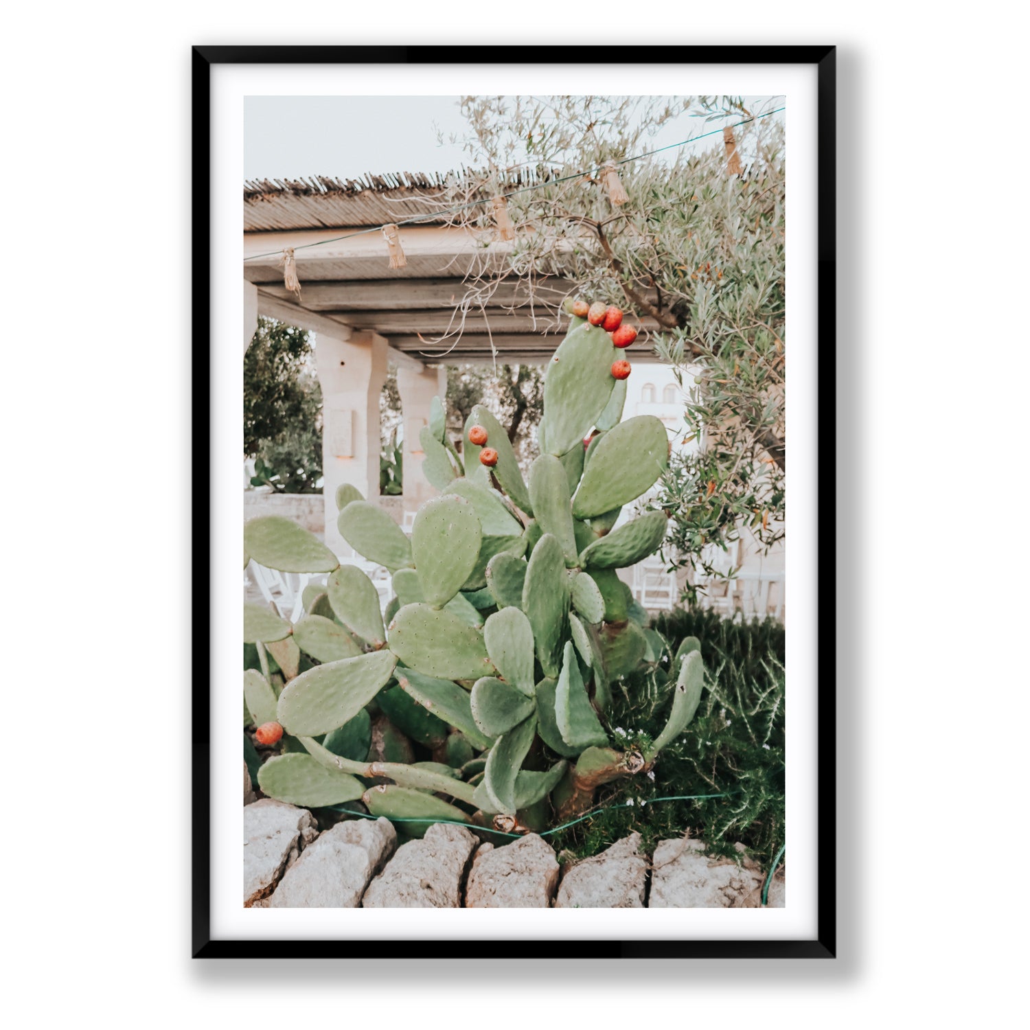 Opuntia Beauty