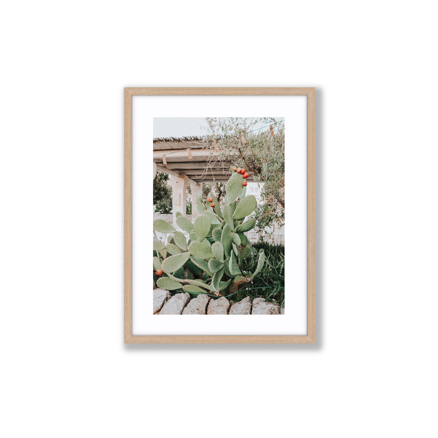 Opuntia Beauty