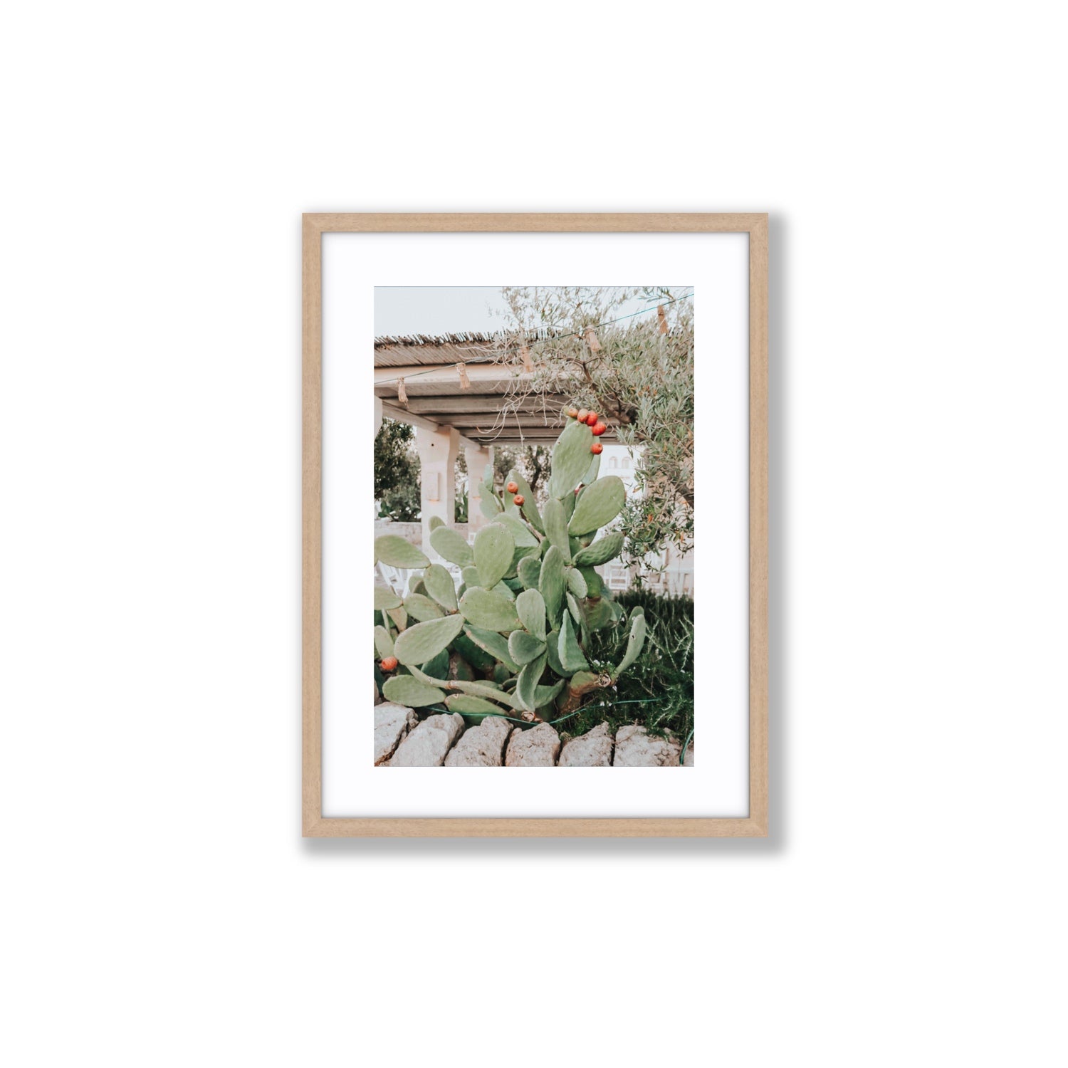 Opuntia Beauty Puglia wall art Medium fine art print in natural oak frame with matboard