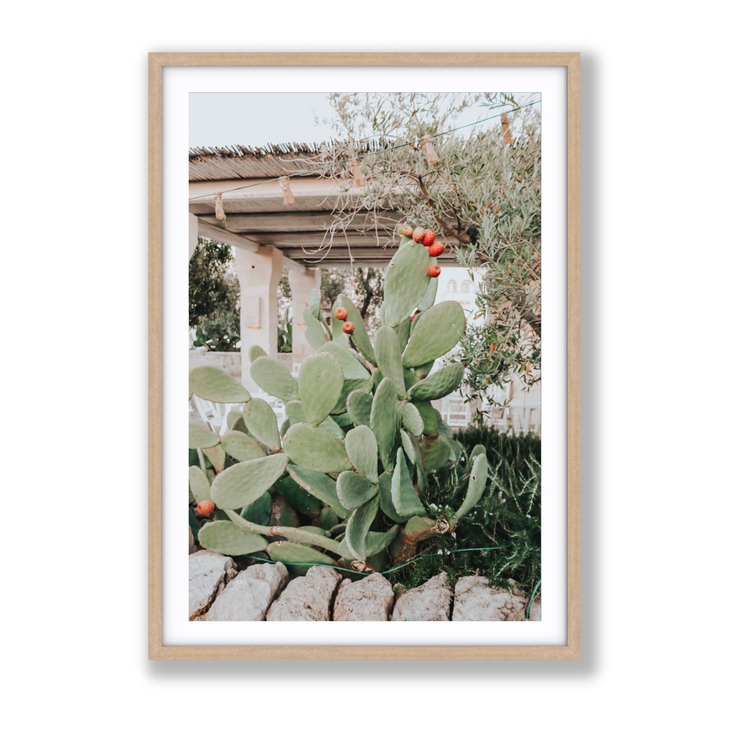 Opuntia Beauty Puglia wall art Gallery fine art print in natural oak frame with matboard