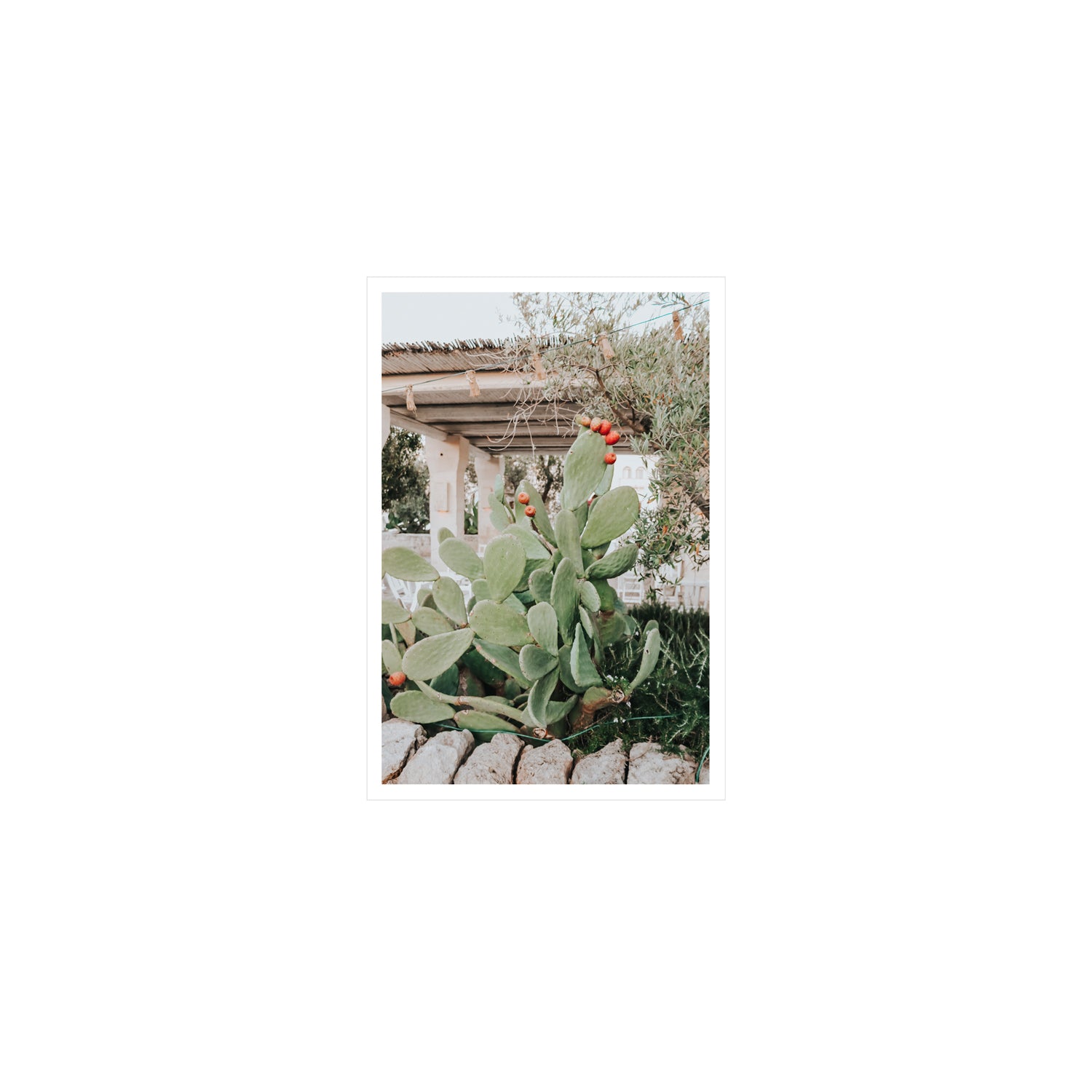 Opuntia Beauty