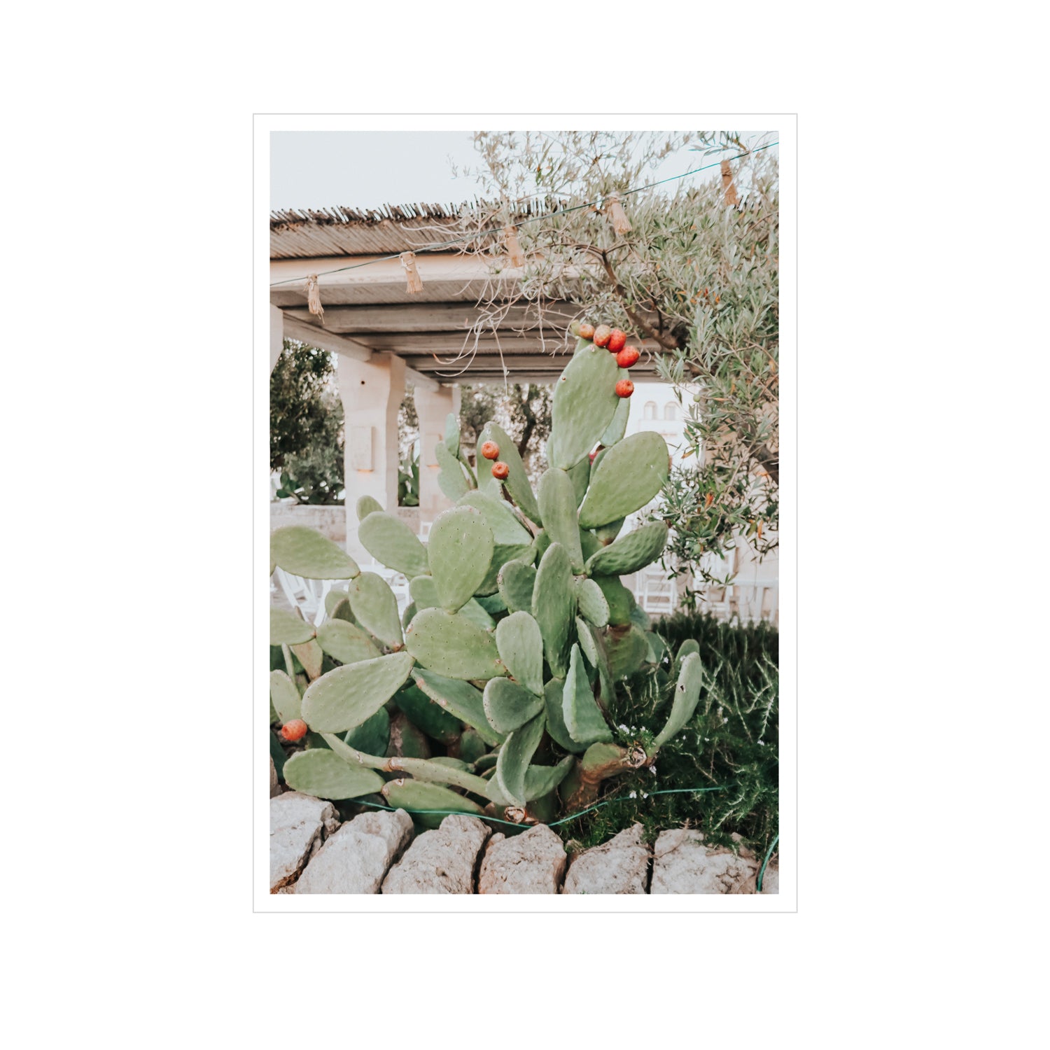 Opuntia Beauty