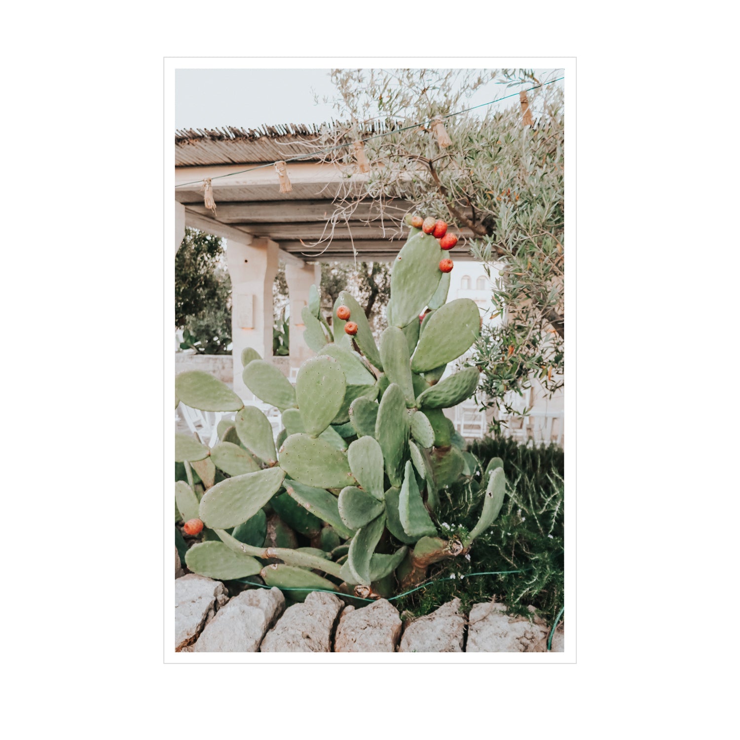 Opuntia Beauty