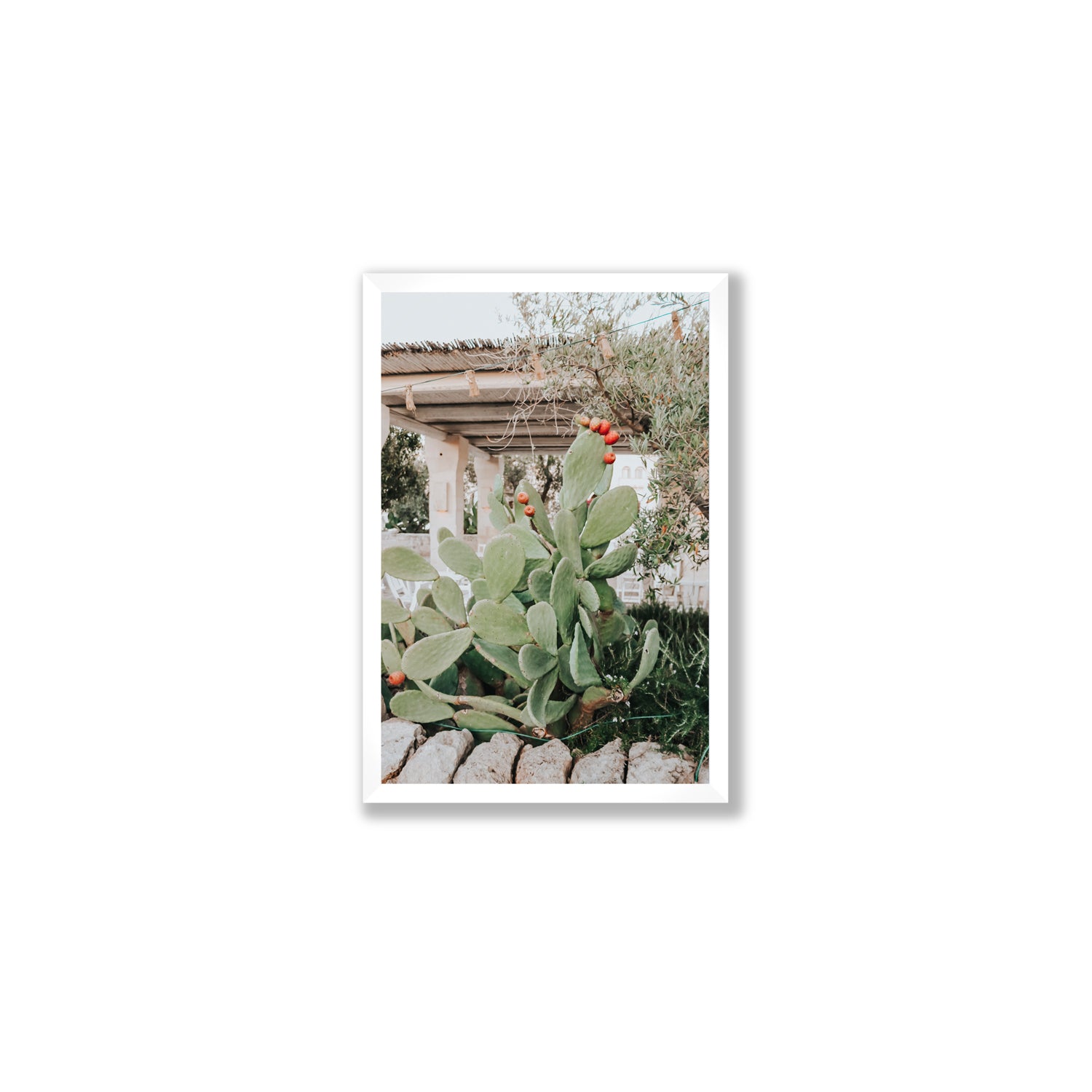 Opuntia Beauty