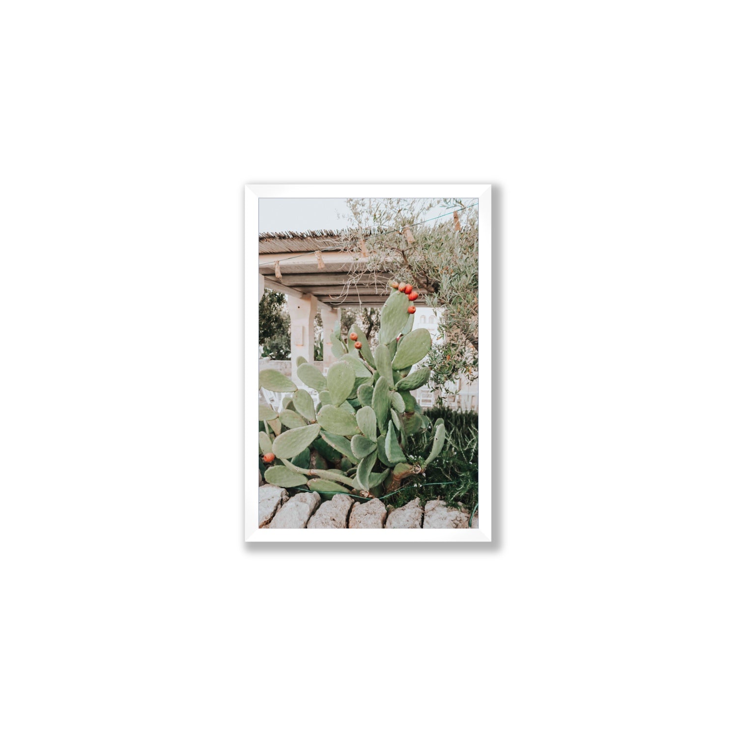 Opuntia Beauty Puglia wall art Medium full-bleed fine art print in white frame