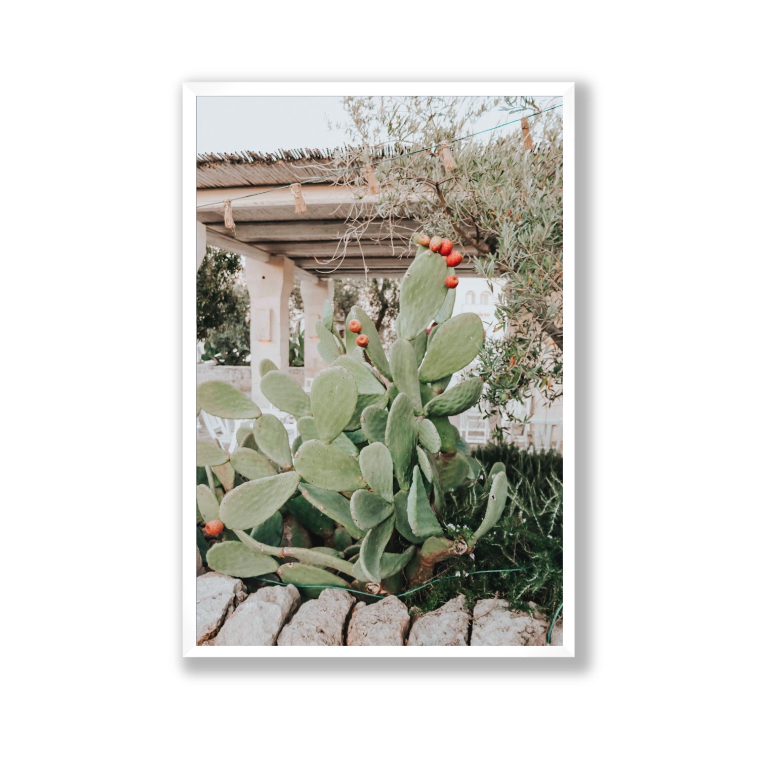 Opuntia Beauty Puglia wall art Gallery full-bleed fine art print in white frame