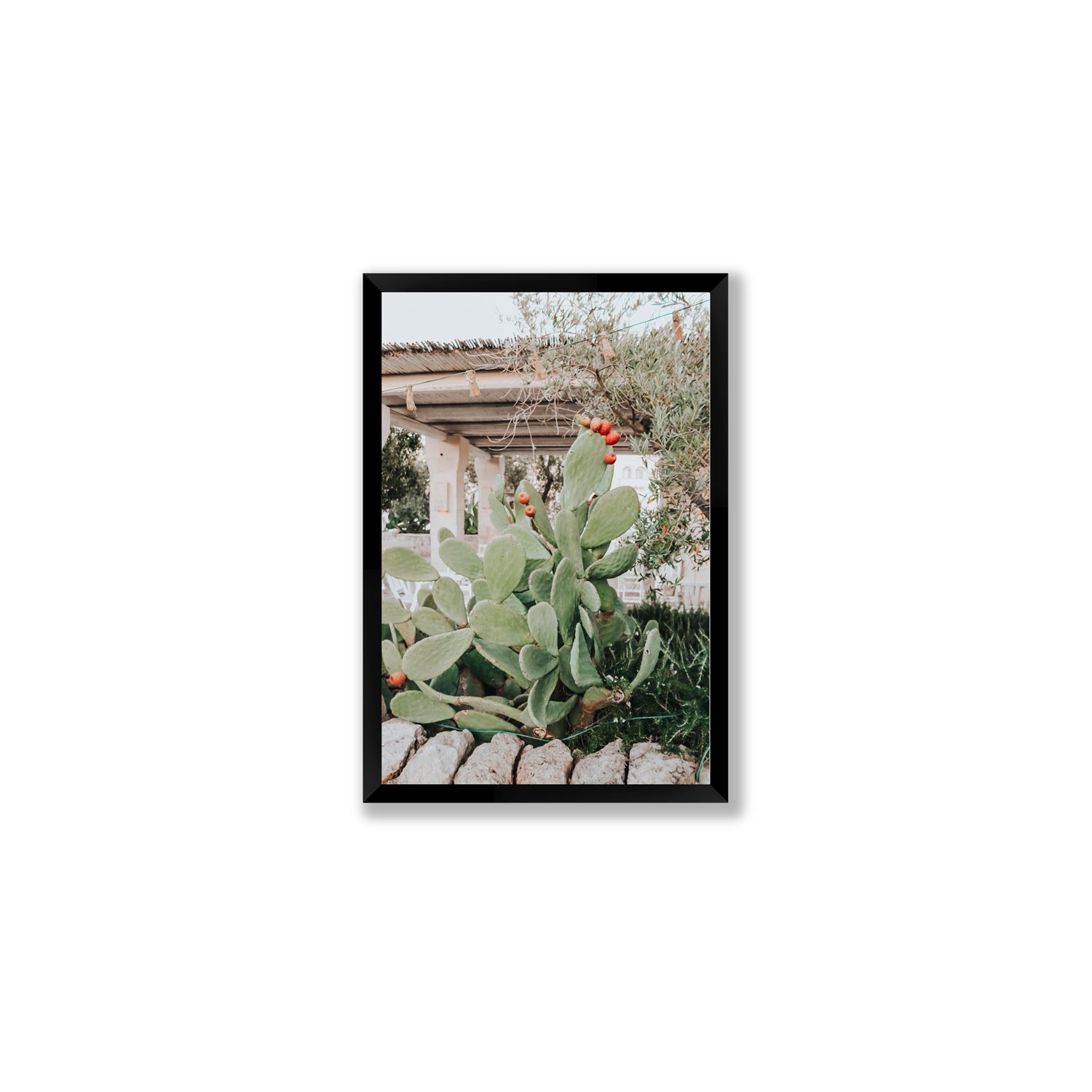 Opuntia Beauty