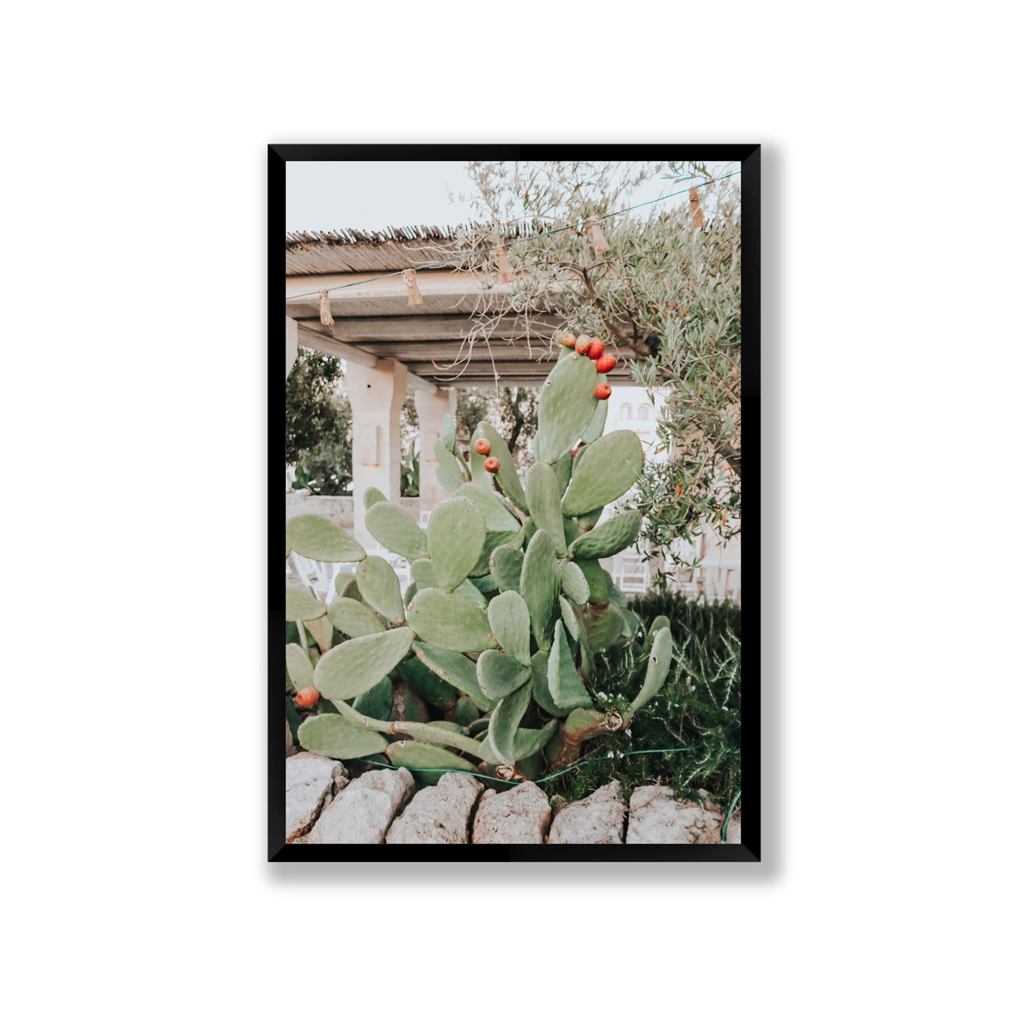 Opuntia Beauty