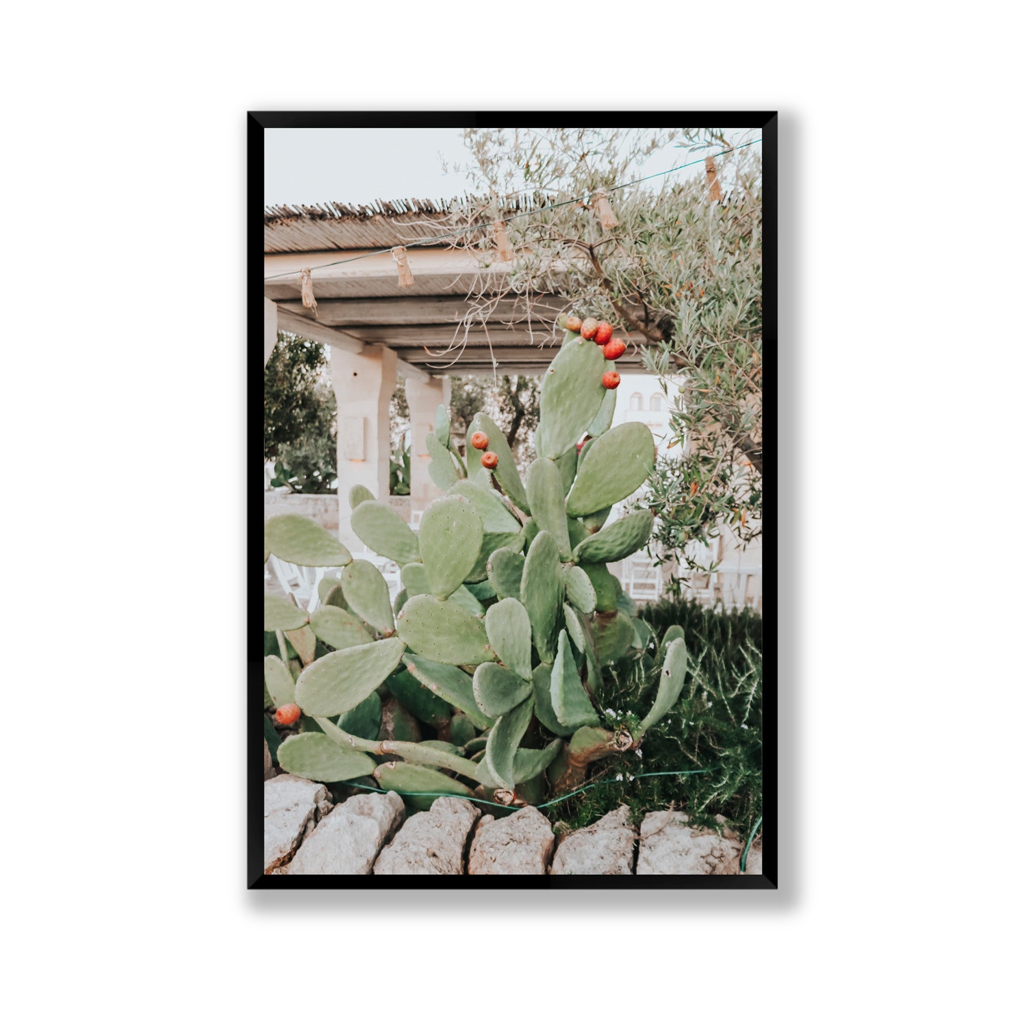 Opuntia Beauty