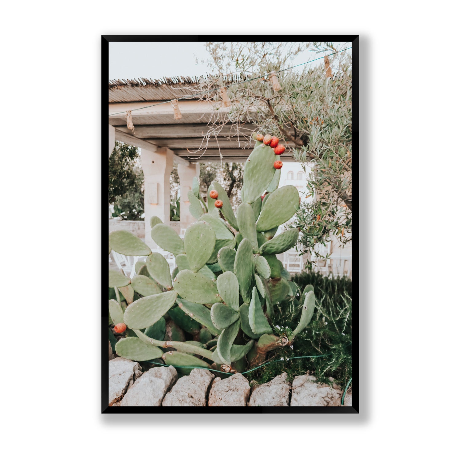 Opuntia Beauty