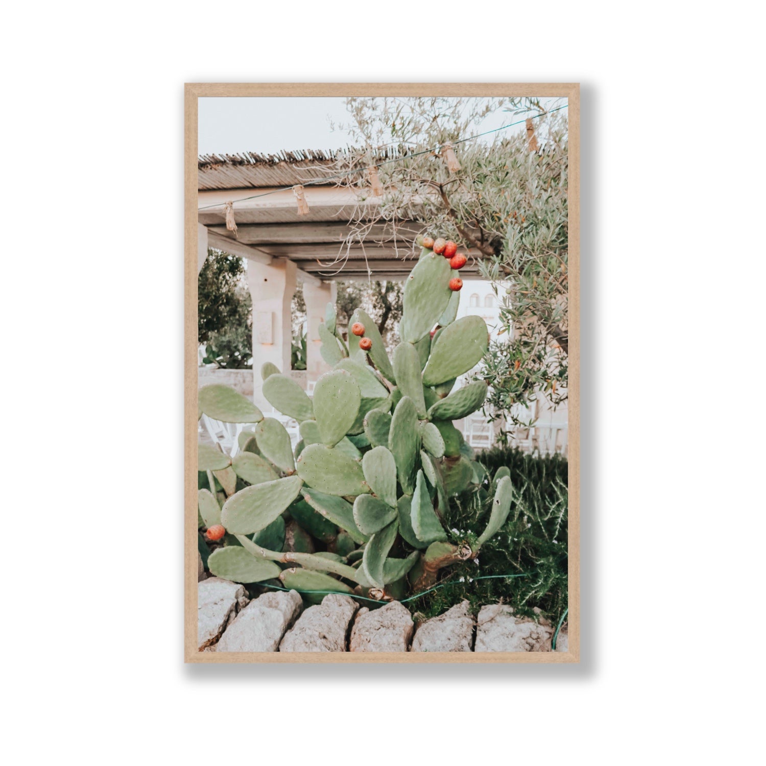 Opuntia Beauty Puglia wall art Gallery full-bleed fine art print in natural oak frame