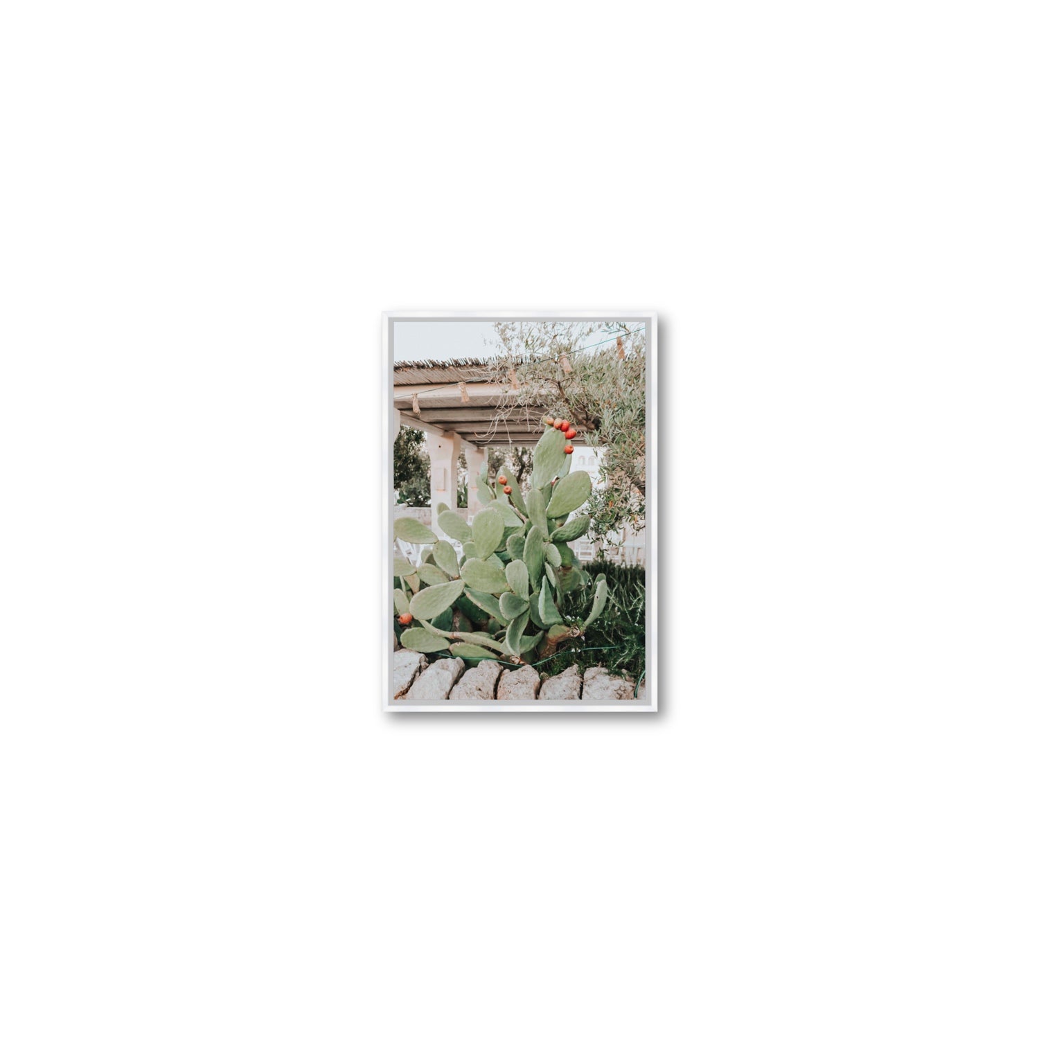 Opuntia Beauty Puglia wall art Small fine art canvas in white float frame