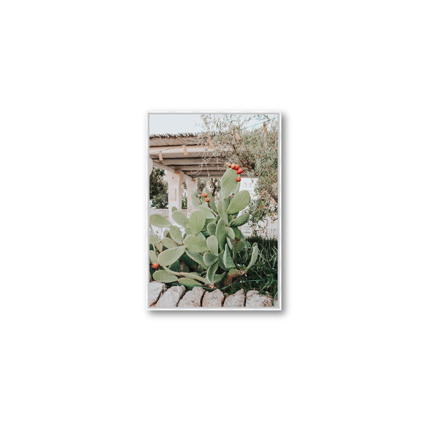 Opuntia Beauty