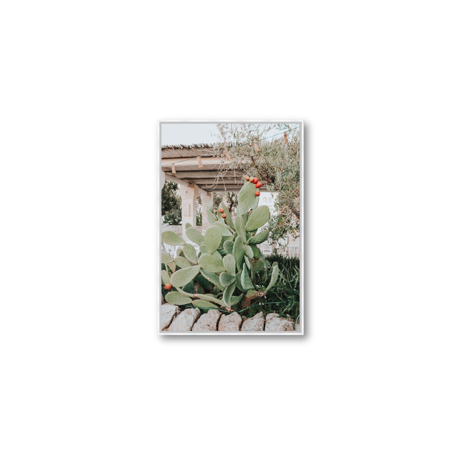 Opuntia Beauty Puglia wall art Medium fine art canvas in white float frame