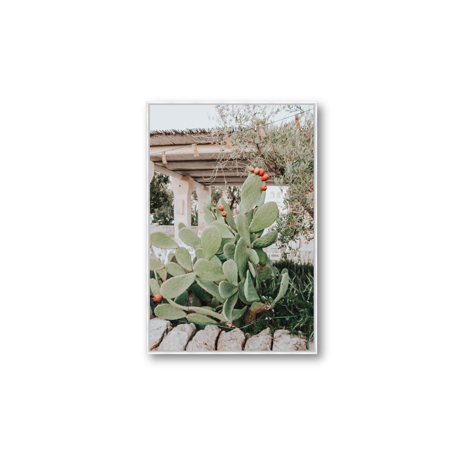 Opuntia Beauty Puglia wall art Large fine art canvas in white float frame
