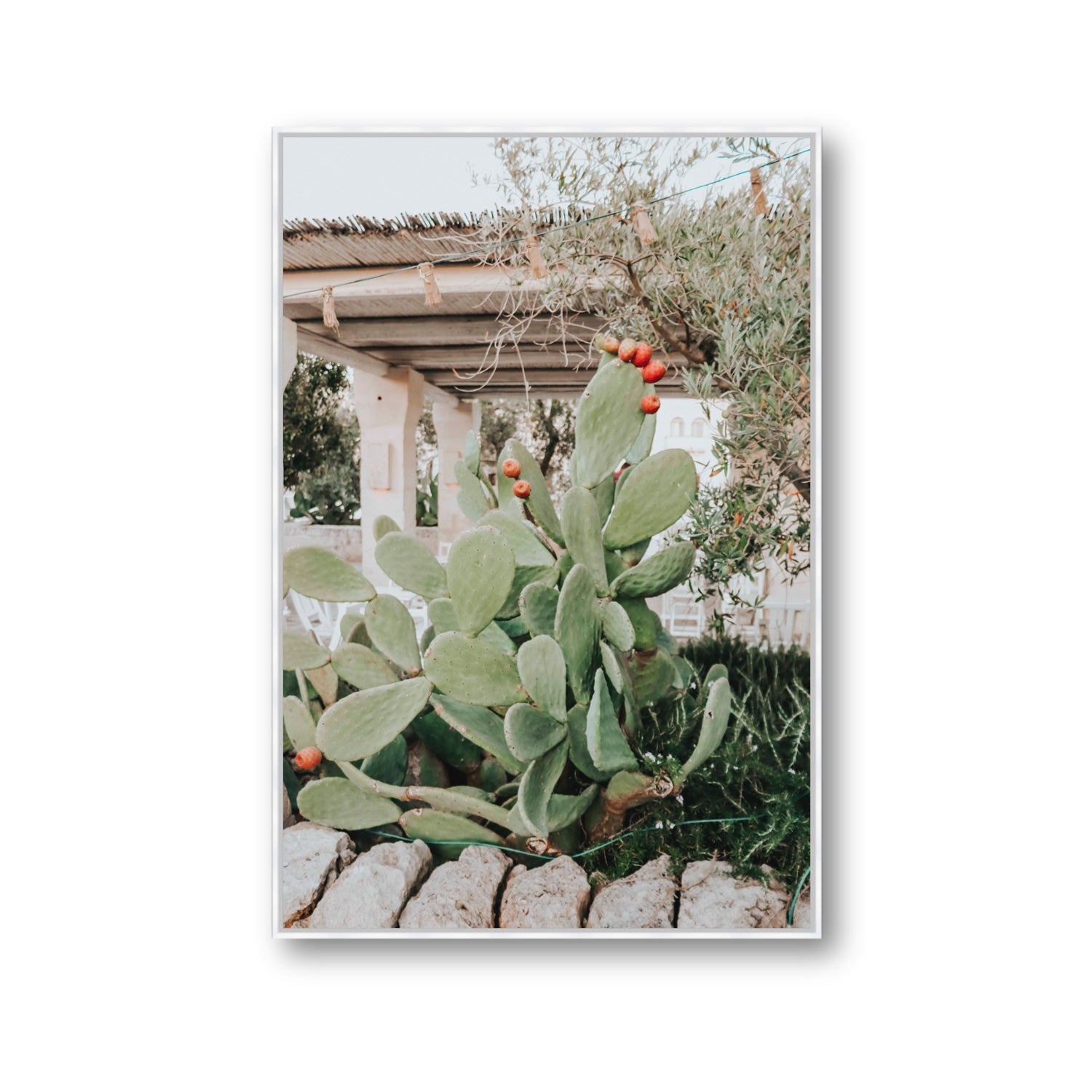 Opuntia Beauty Puglia wall art Gallery fine art canvas in white float frame