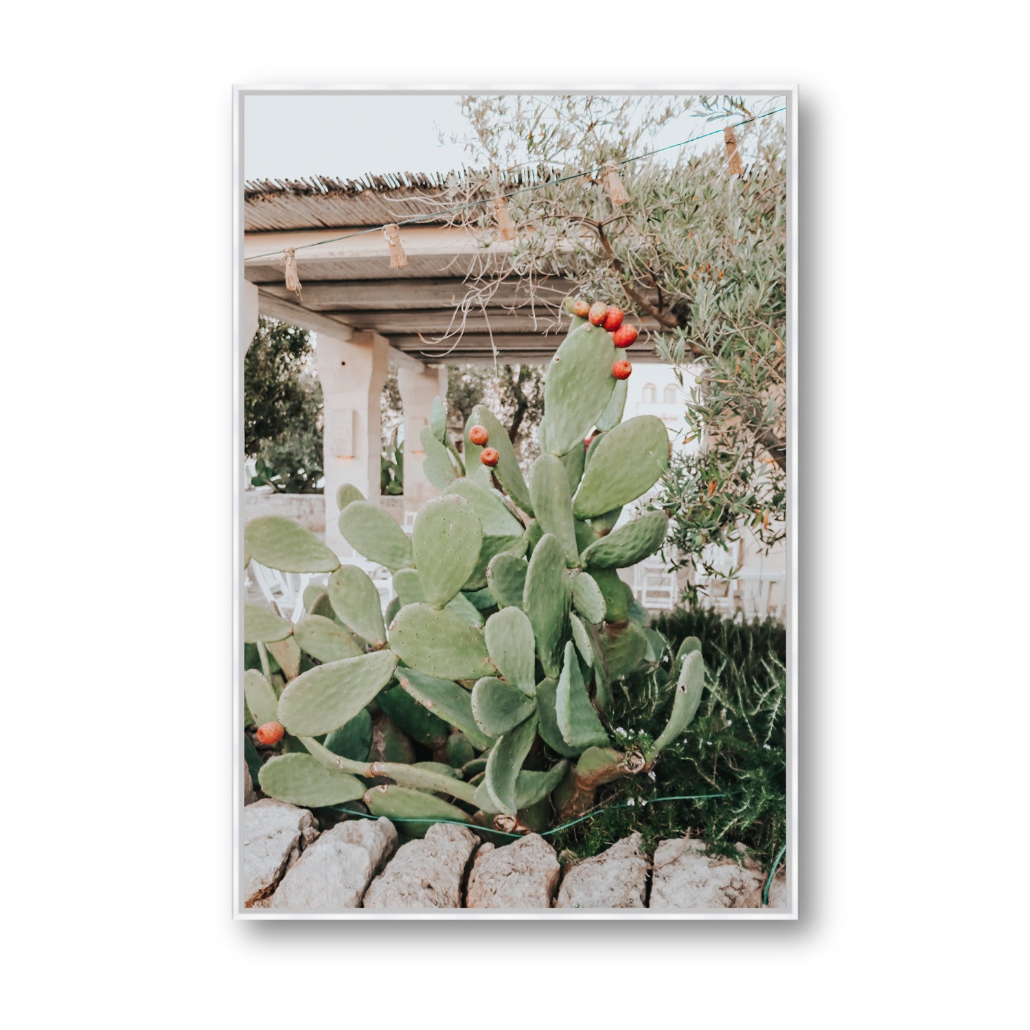 Opuntia Beauty
