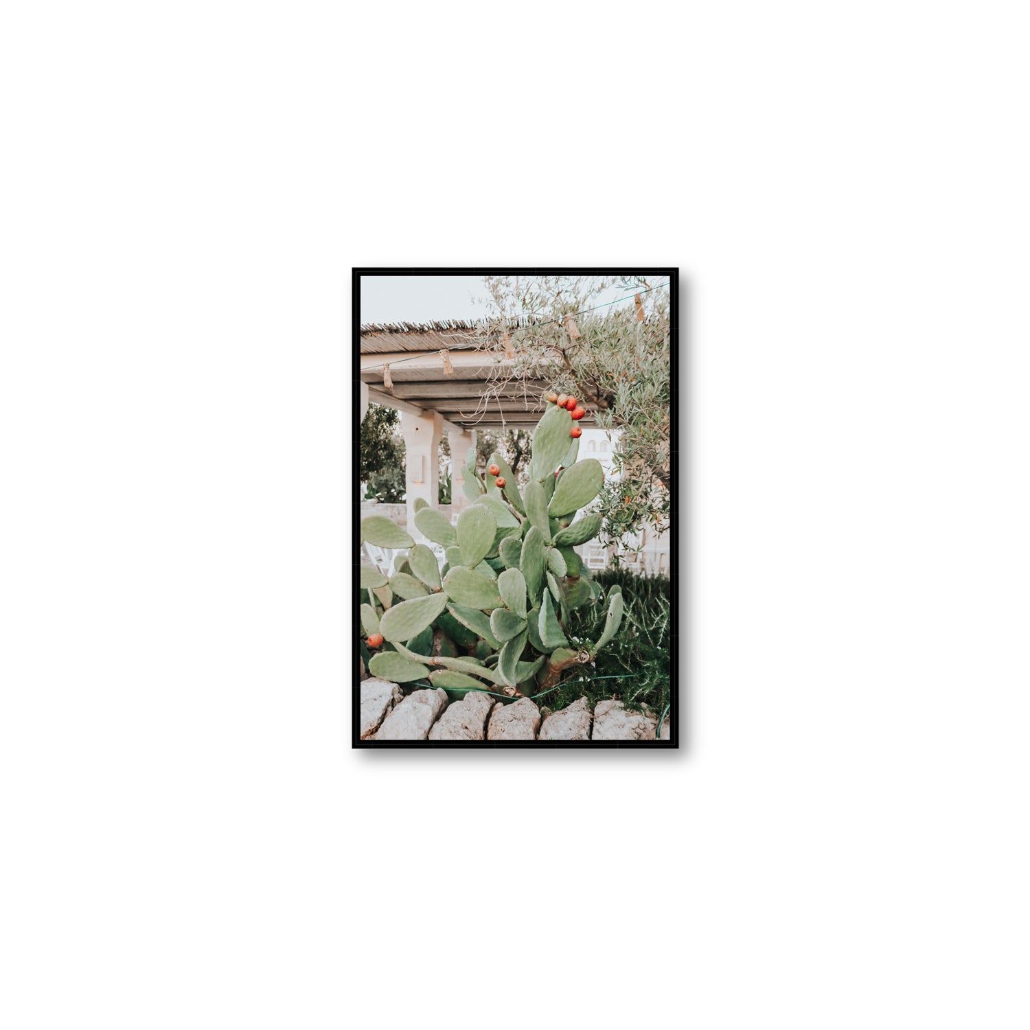 Opuntia Beauty