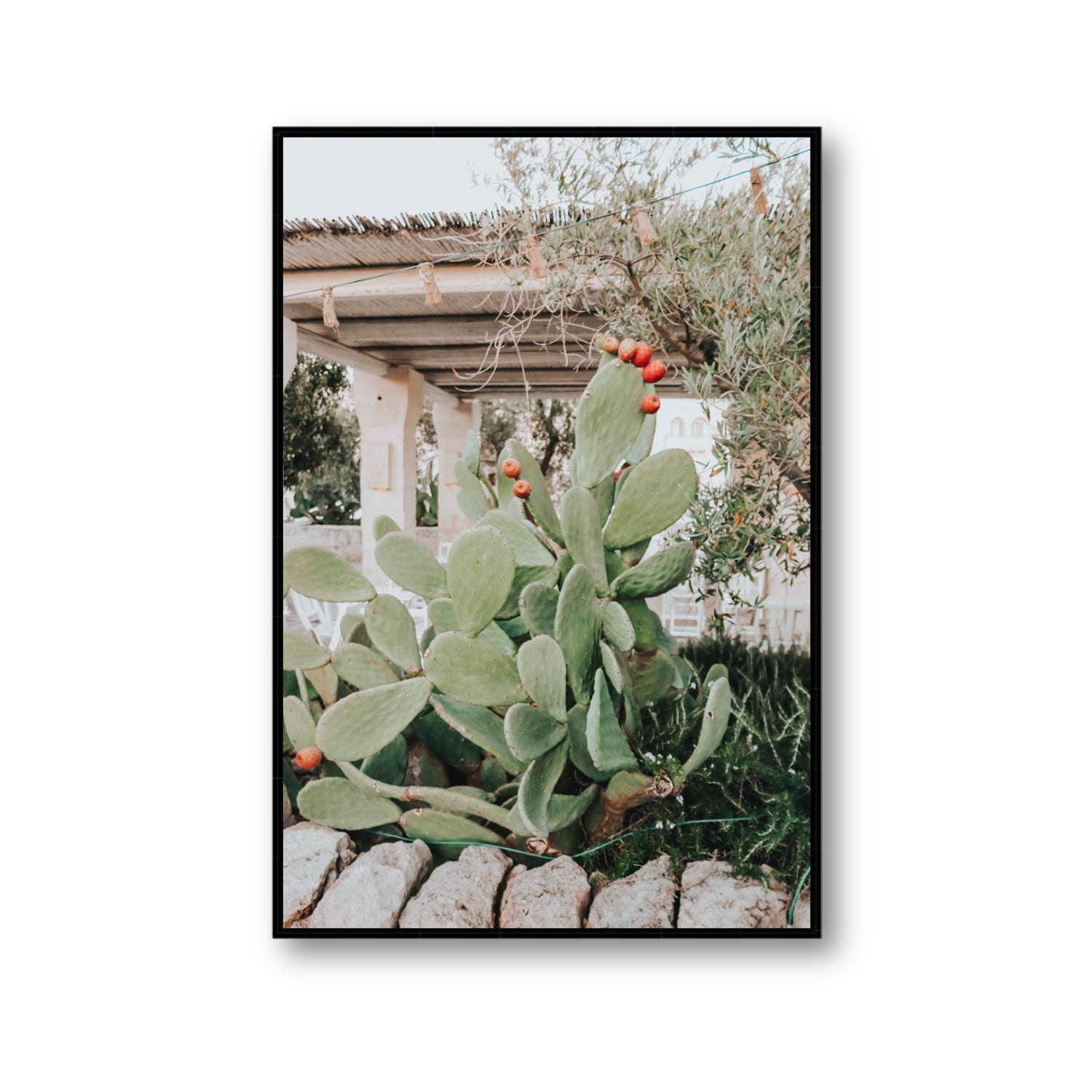 Opuntia Beauty Puglia wall art Gallery fine art canvas in black float frame