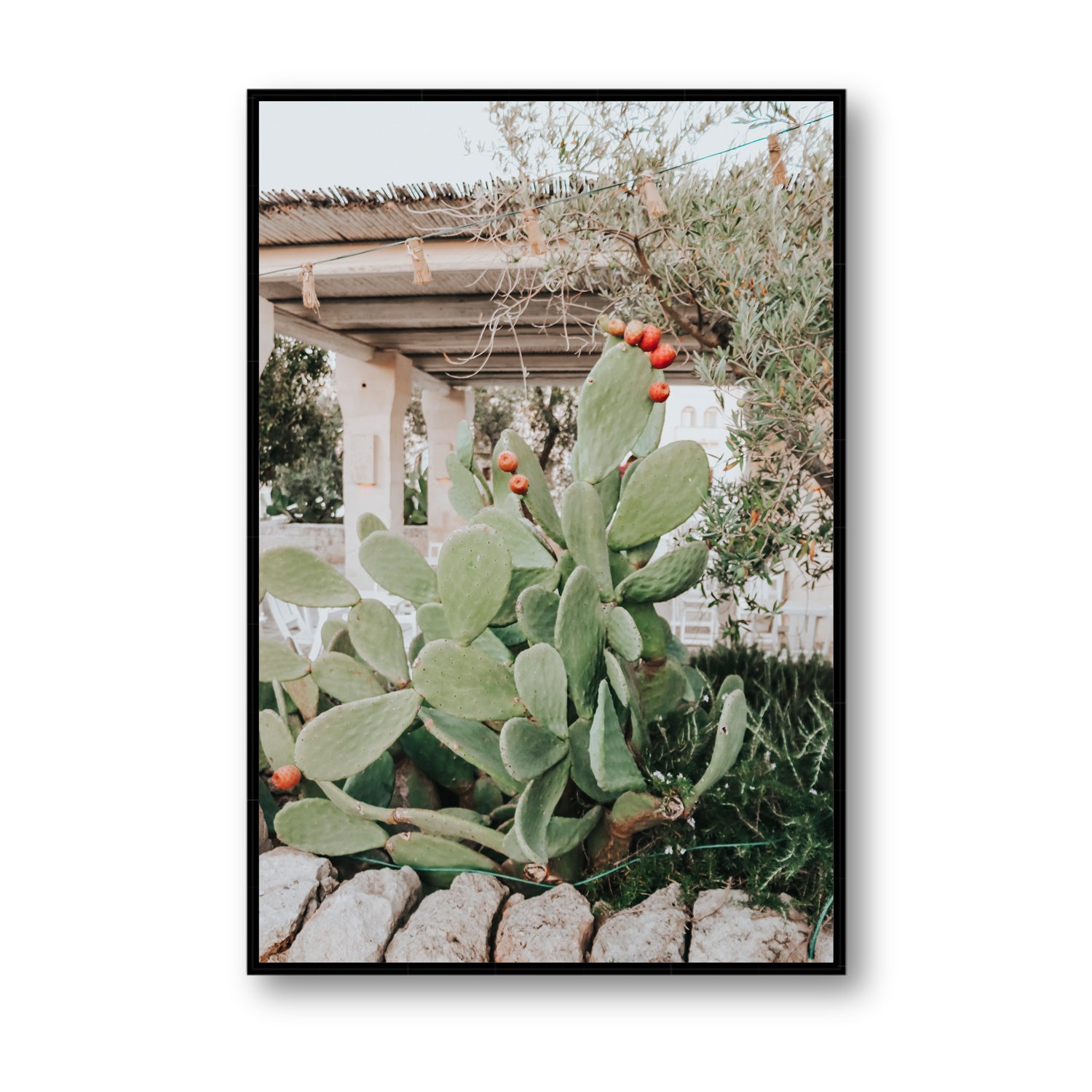 Opuntia Beauty