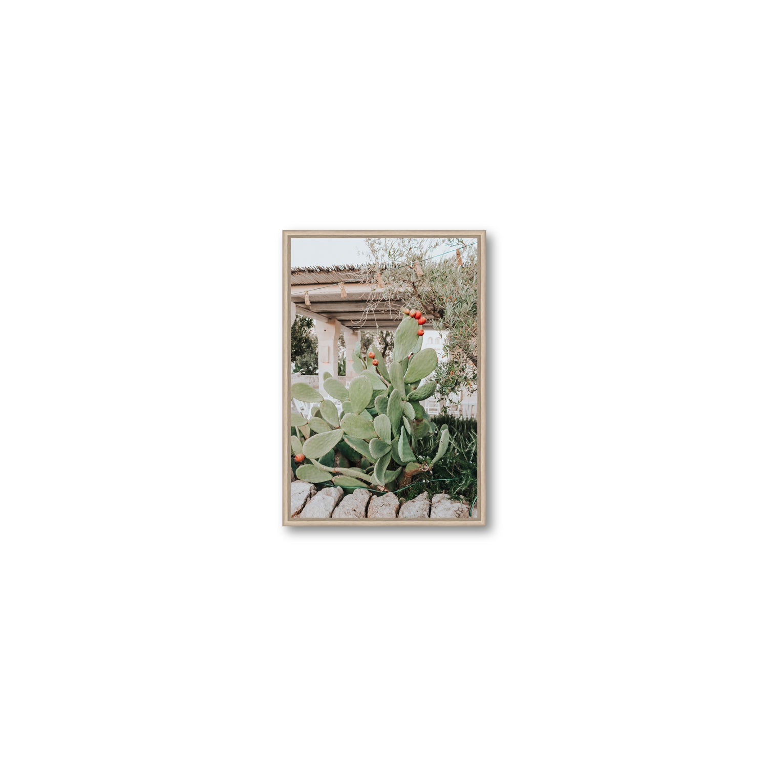 Opuntia Beauty