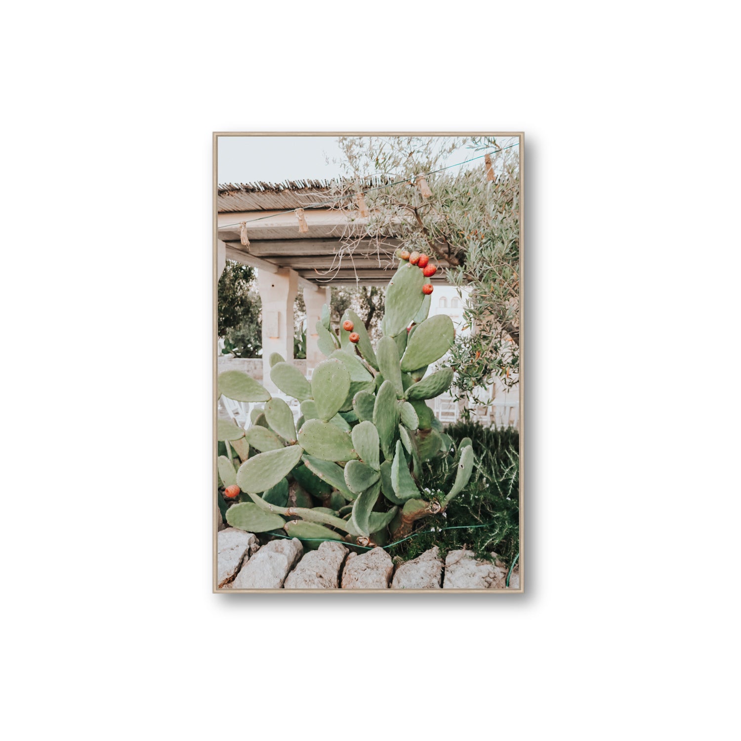 Opuntia Beauty